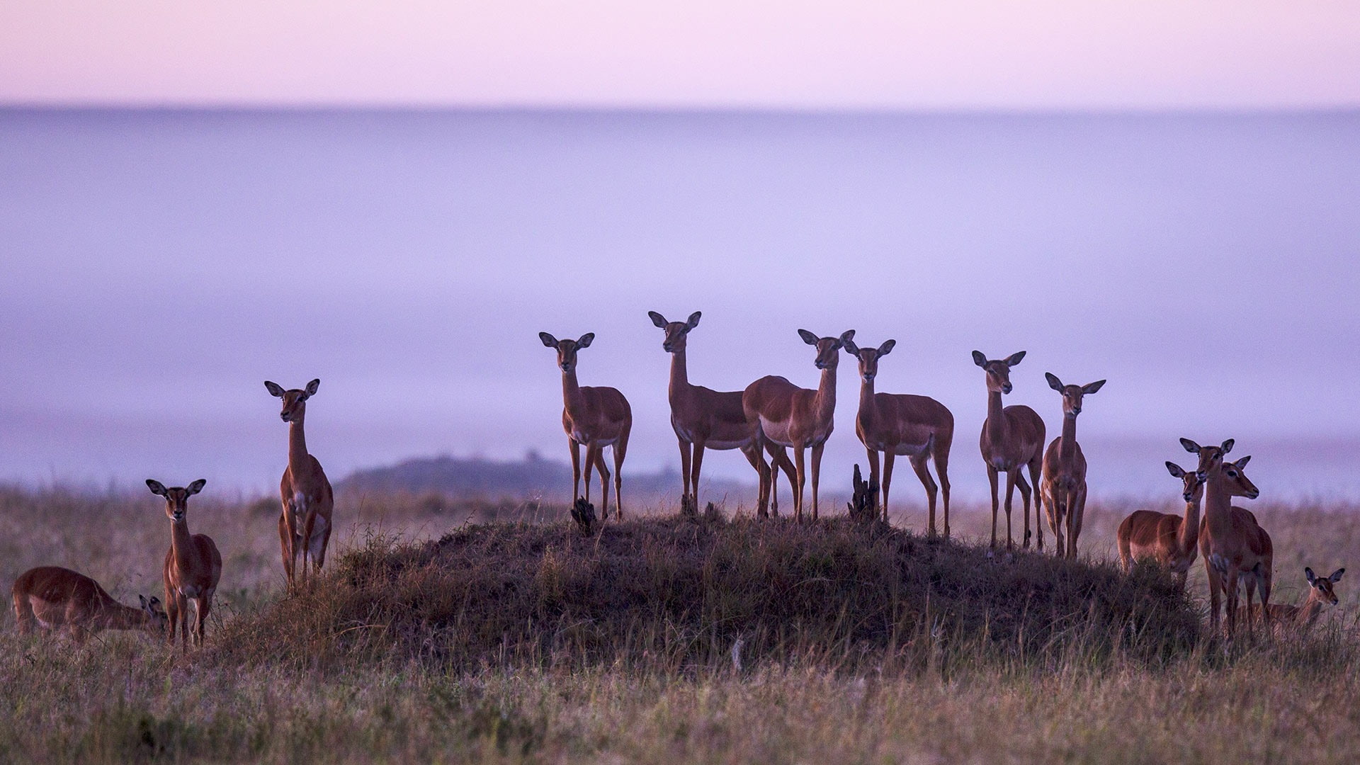 bing, animals in the wild, group of animals, deer, animal wildlife, grass, 1080P, environment, field, day, medium group of animals, domestic animals, land, HD Wallpaper