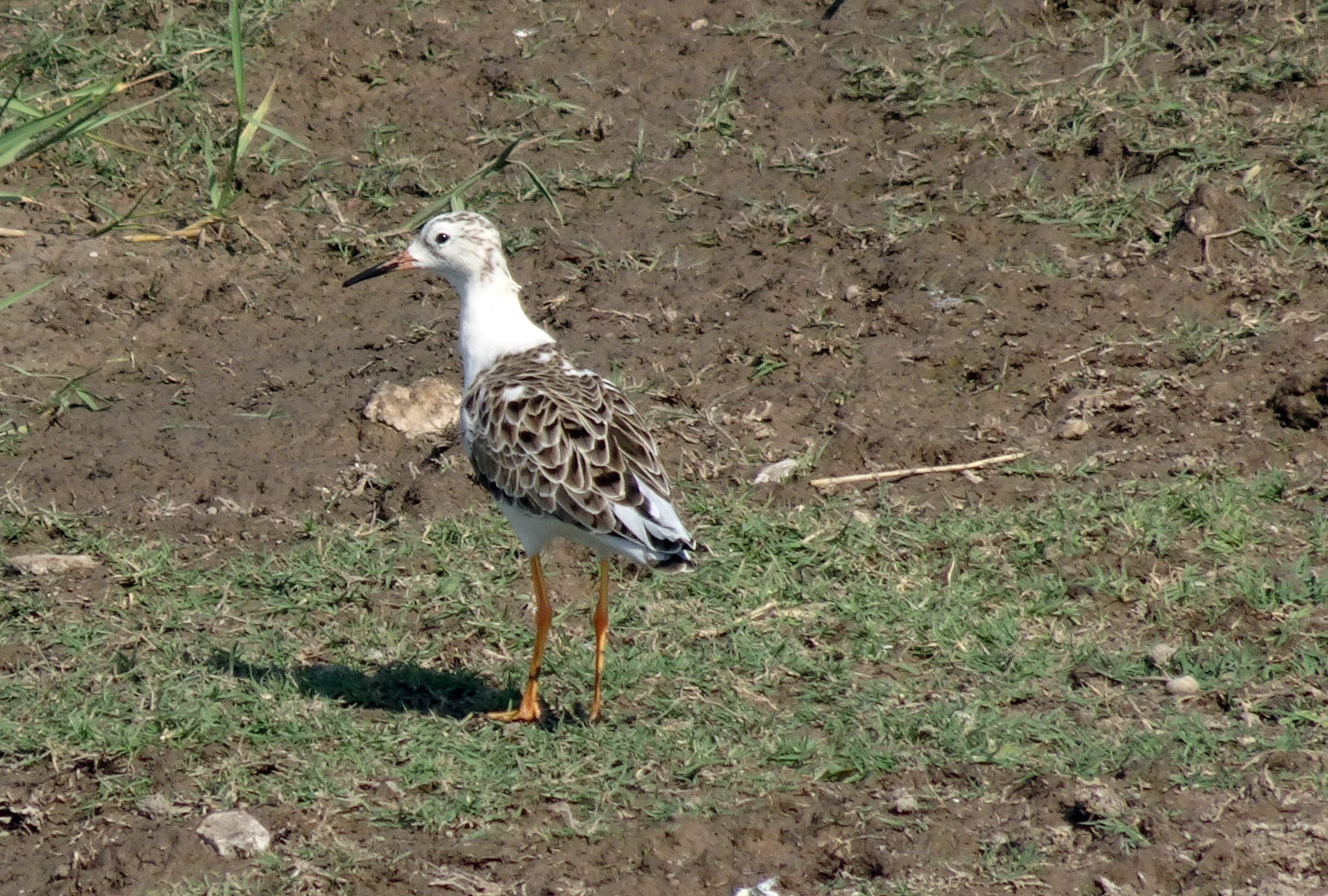 one animal, sandpiper, rajkot, walking, wader, ruff, medium-sized, animal, ornithology, wetland, animals in the wild, looking, vertebrate, wading, environment, HD Wallpaper