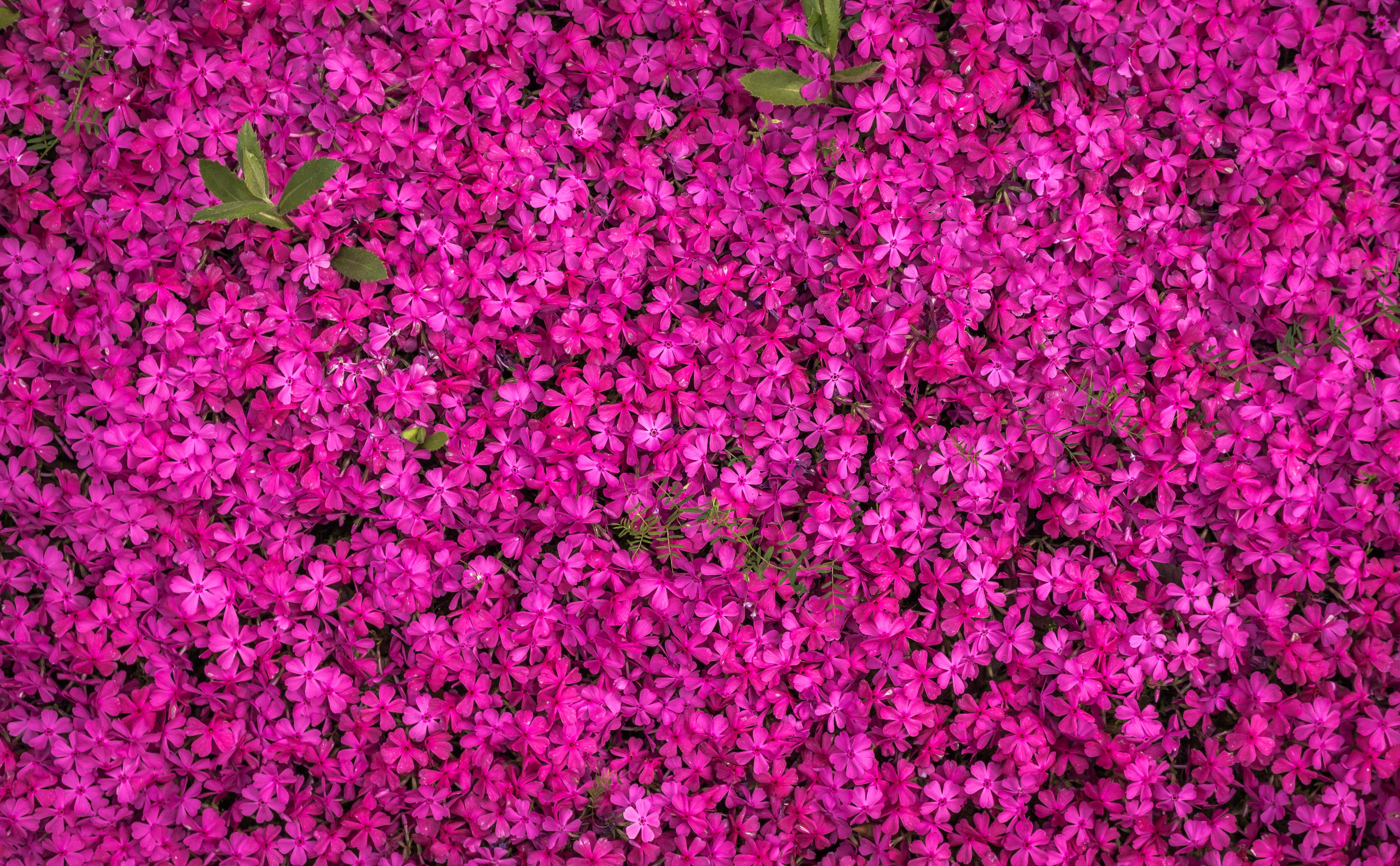 plant, purple, pink color, flower head, texture, indoors, petal, vulnerability, freshness, beauty in nature, textured, backgrounds, aerial, high angle view, HD Wallpaper