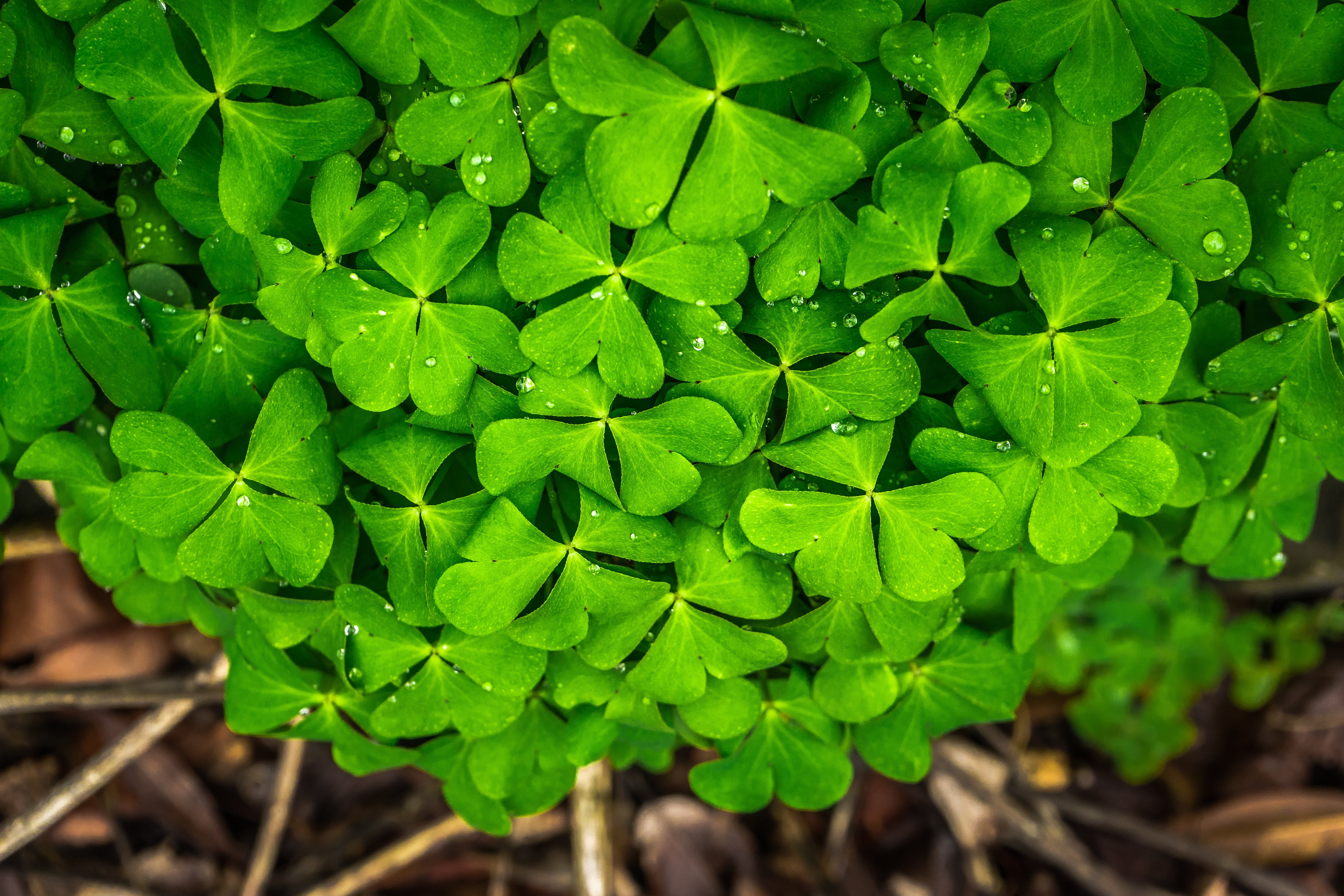 gregarious, vulnerability, close-up, green, close, food and drink, plant, spring, fragility, clover, photo, day, freshness, good luck, outdoors, plants, HD Wallpaper