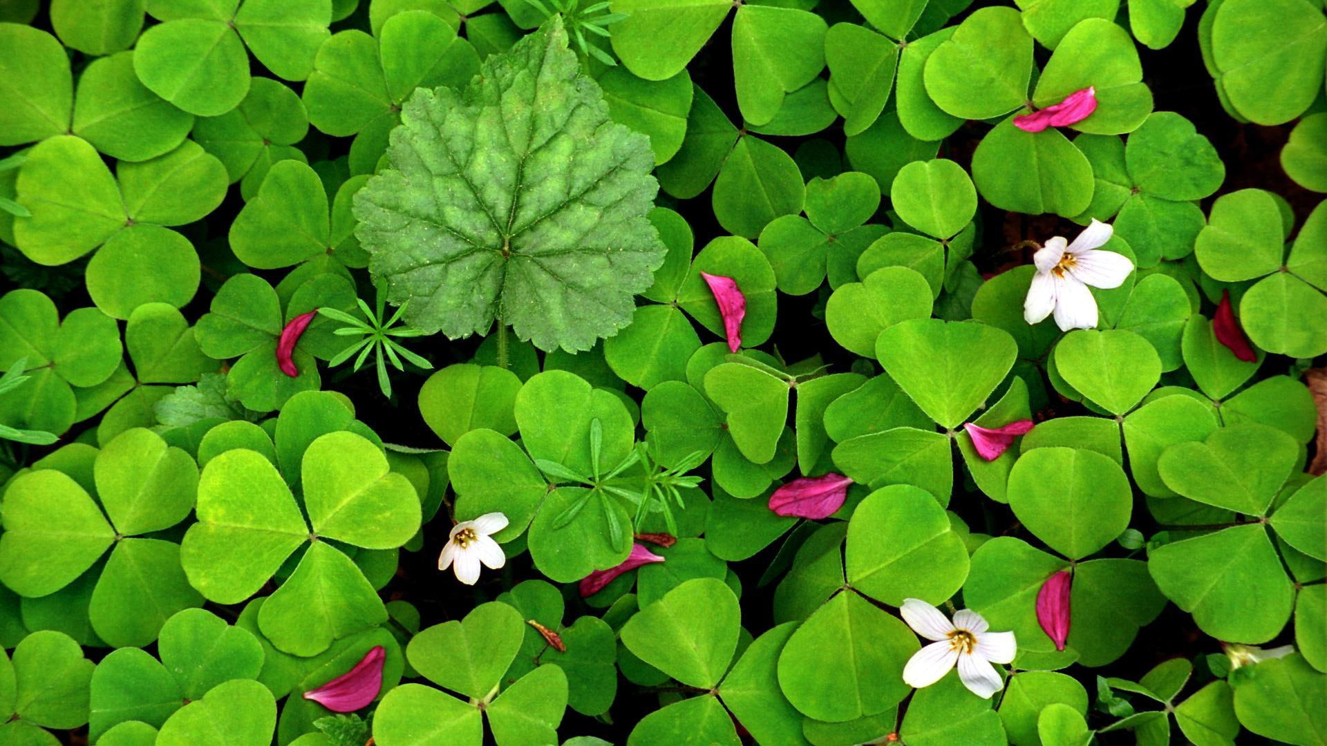 flowers, spring, 1080P, leaves, white, clover, flower, shamrock, HD Wallpaper