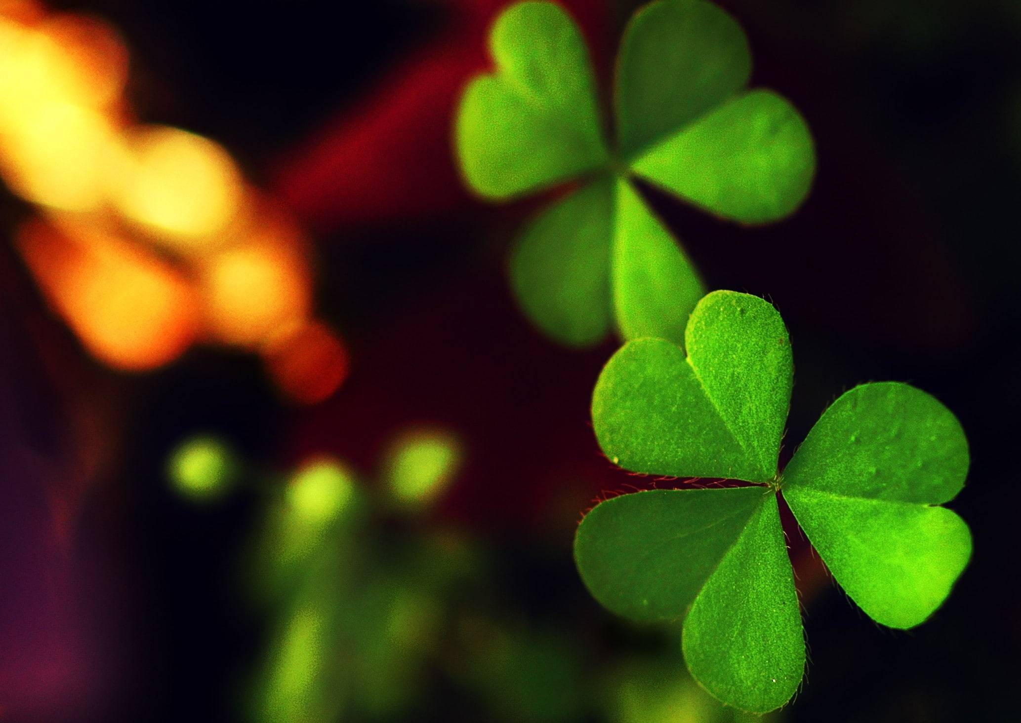 1080P, Shamrock, plants, macro, HD Wallpaper