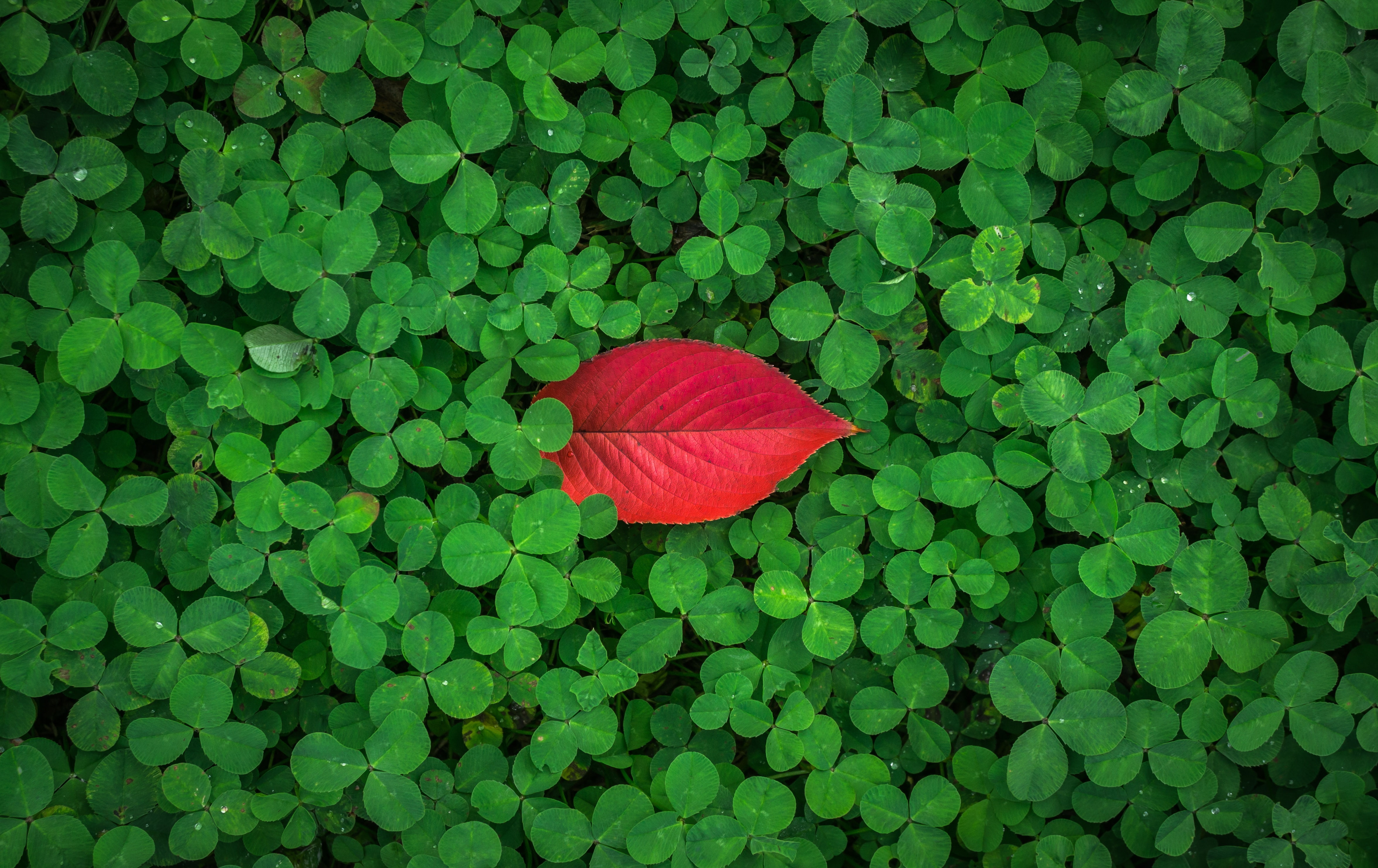 4K, 4K, Shamrock leaves, Different, HD Wallpaper