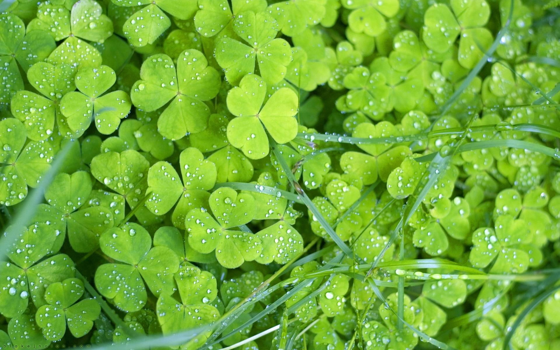 grass, drops, 1080P, 3d and abstract, green, shamrock, HD Wallpaper