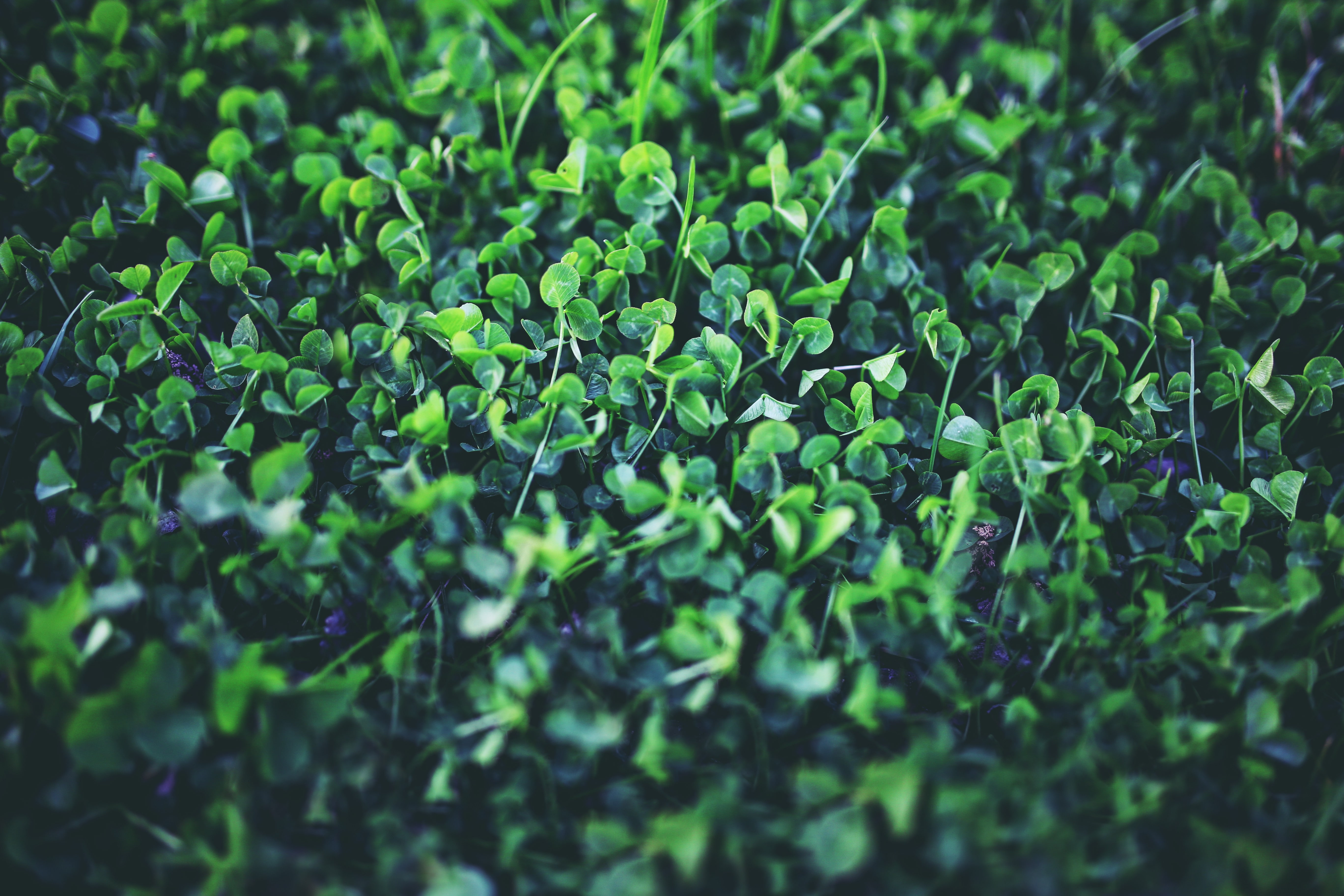 Shamrock, clovers, nature, 5K, spring, green, plants, HD Wallpaper