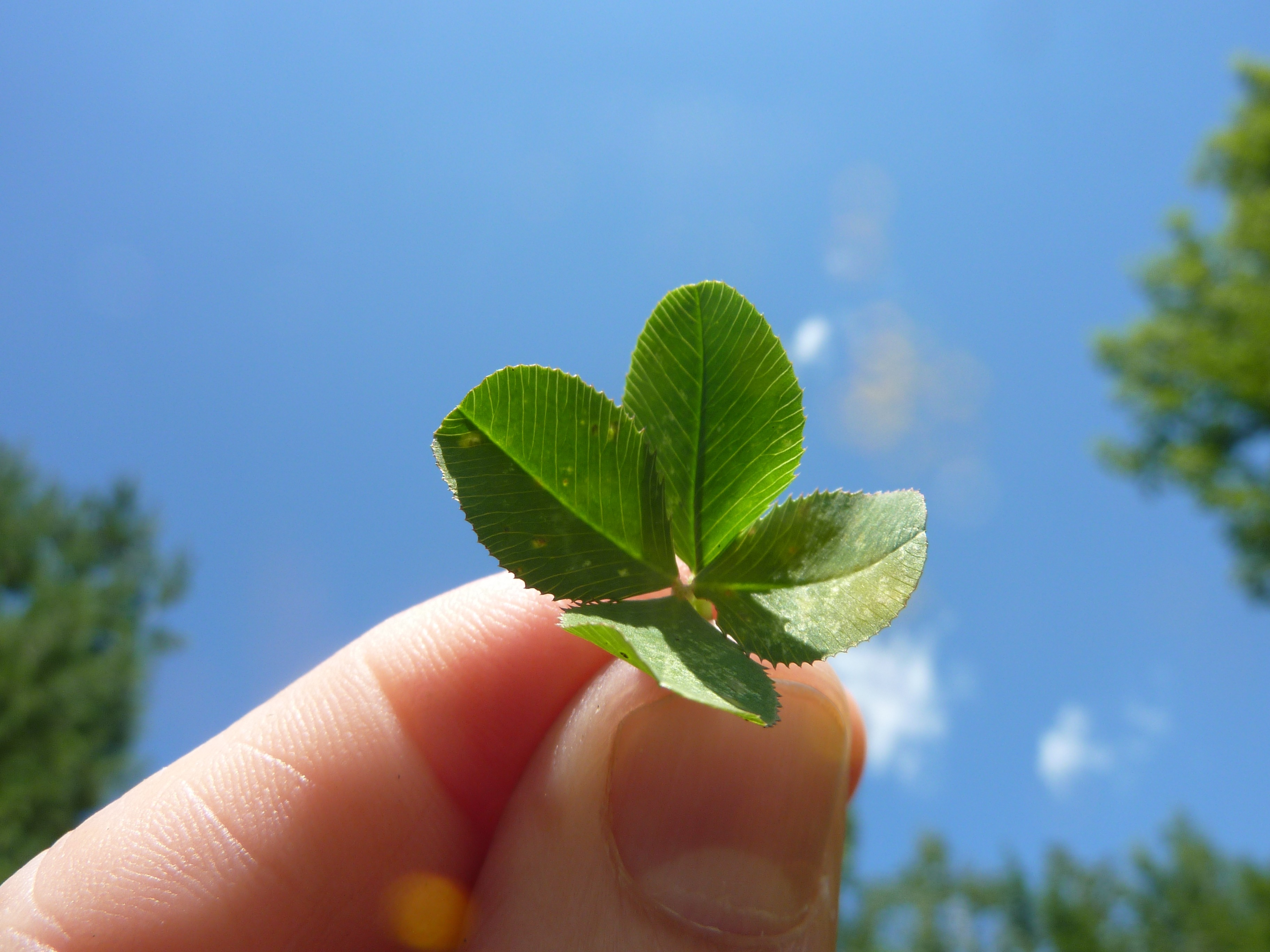shamrock, day, leaves, leafed, lucky, outdoors, holding, unrecognizable person, leaf, human body part, real people, one person, four-leaf, human finger, HD Wallpaper