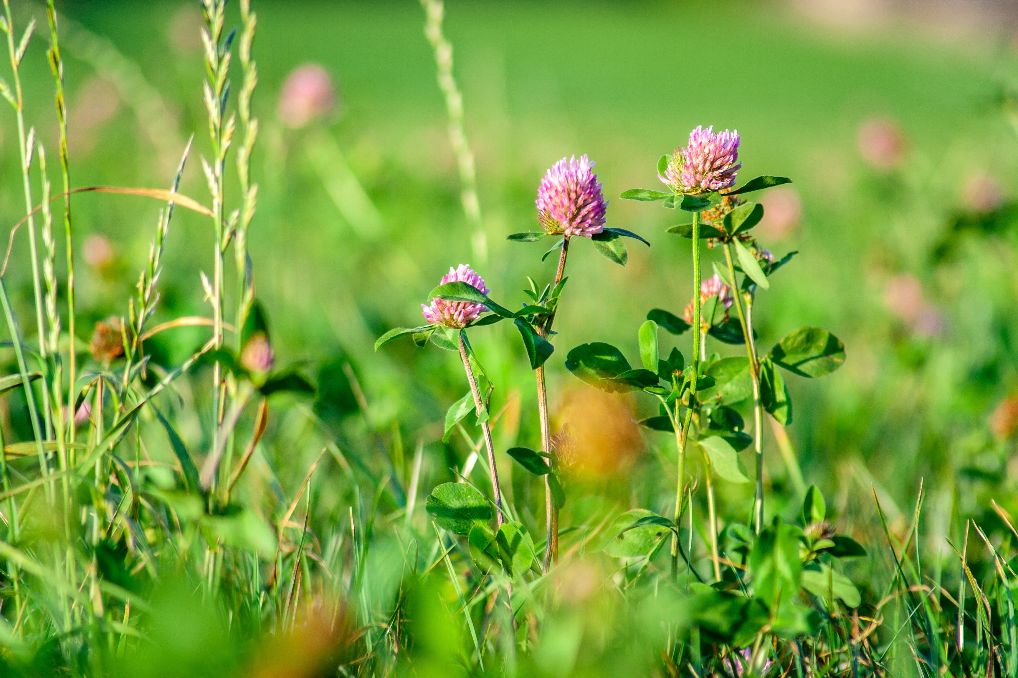 wild flower, shallow, blossom, shamrocks, grass, lucky clover, day, fragility, floral pattern, vulnerability, springtime, photography, spring, selective focus, HD Wallpaper
