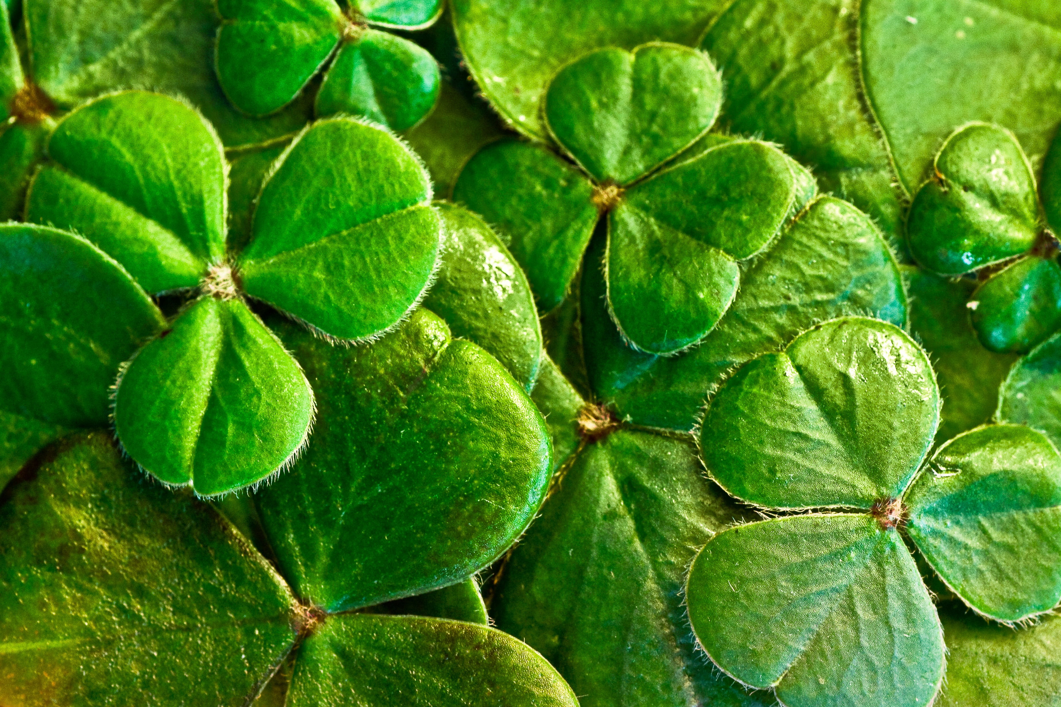 close-up, st paddys day, healthy eating, irish, green color, outdoors, holiday, symbol, food, photography, plant, ireland, clover, lucky, fruit, freshness, HD Wallpaper