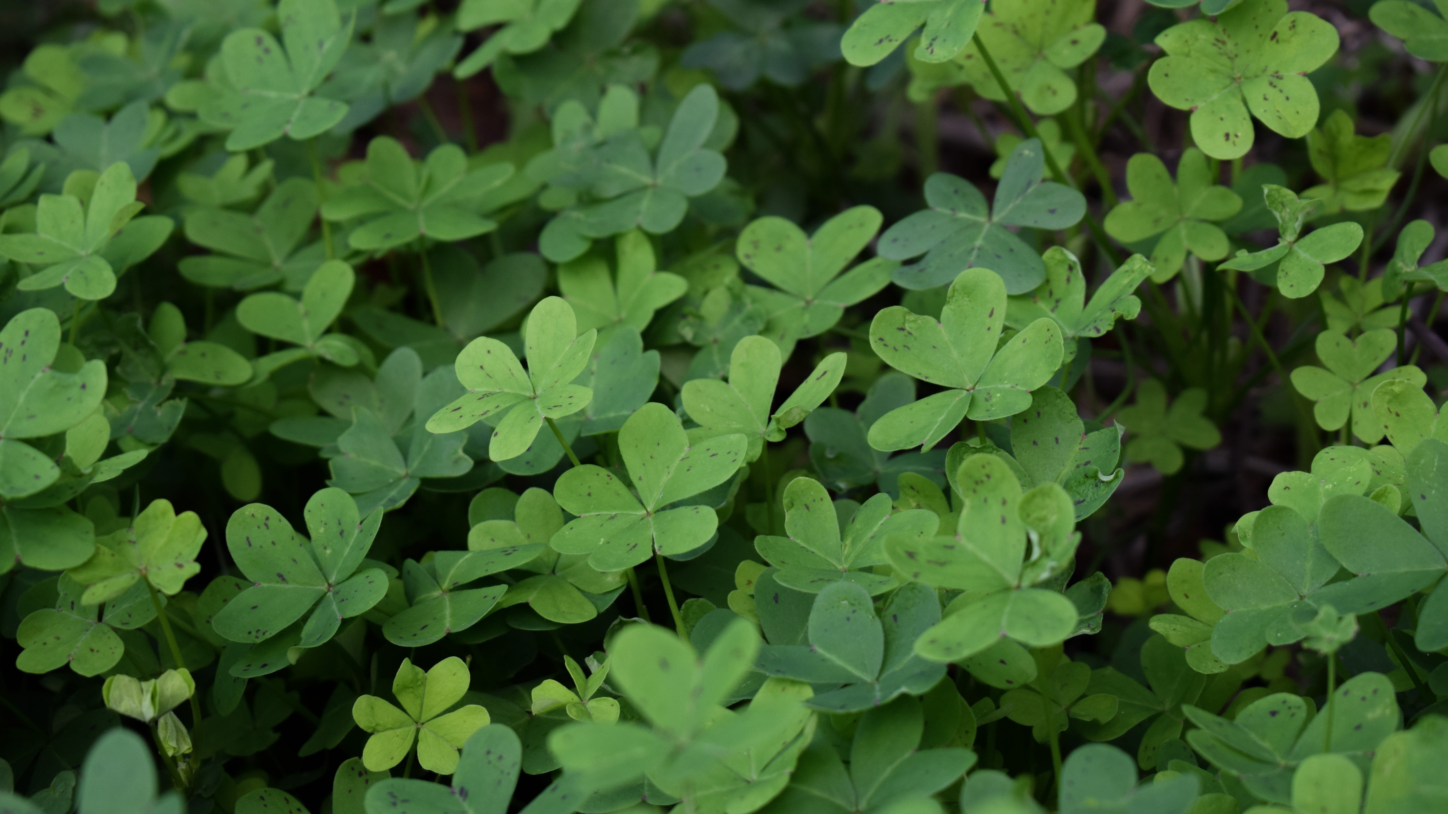 backgrounds, clover, plant, shamrock, food and drink, green color, green, beauty in nature, garden, nature, vegetable, no people, plant part, 5K, grass, HD Wallpaper