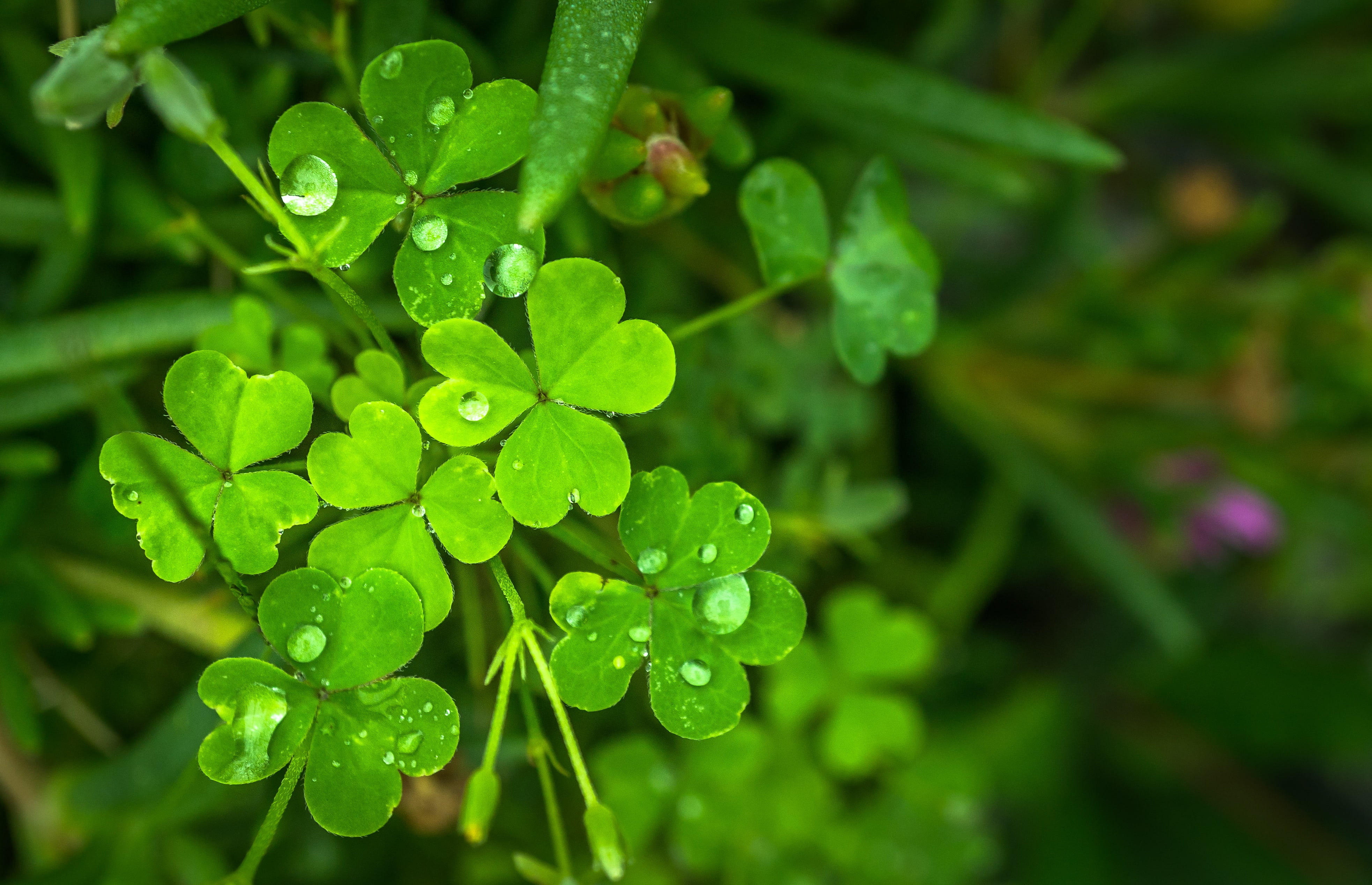focus on foreground, morning, herb, no people, beauty in nature, leaf, selective focus, good luck, dew, plant part, 4K, growth, plant, vine - plant, outdoors, HD Wallpaper