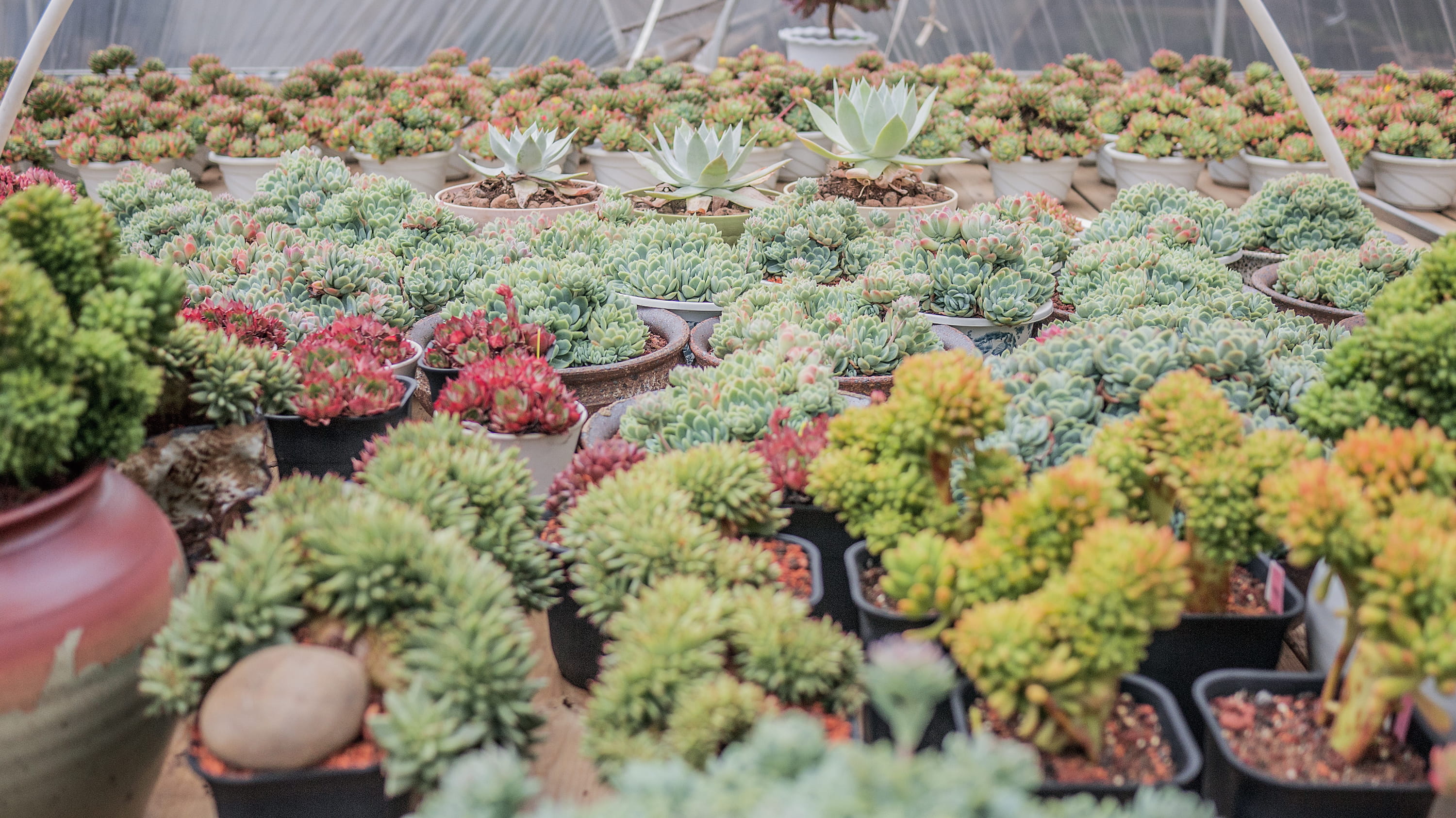day, botany, vegetation, arbour, market, pineapple, food, freshness, assorted, aloe, agavaceae, cactus, flower, plant nursery, abundance, outdoors, no people, HD Wallpaper