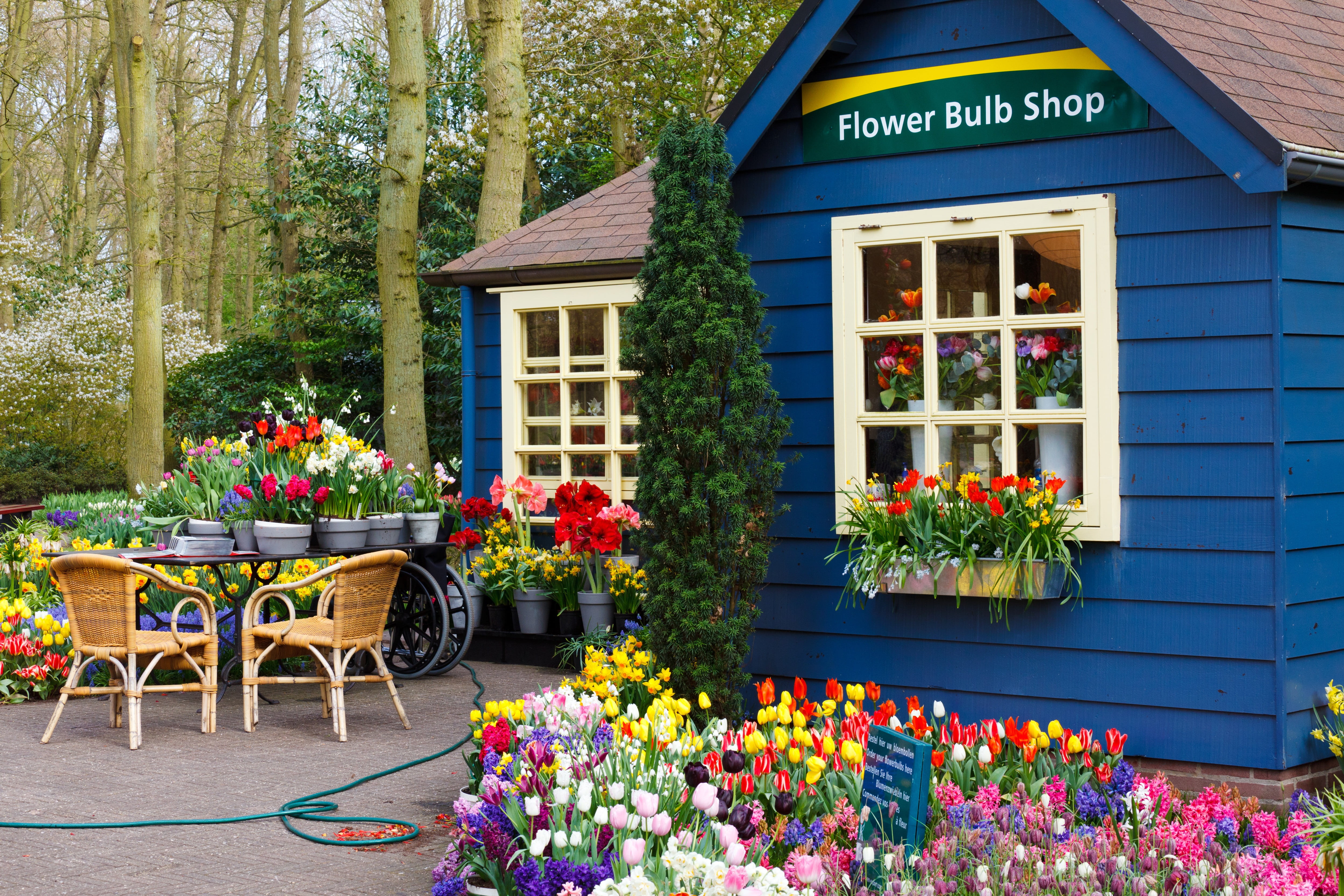 plant, bulb, shop, flower, day, no people, window, outdoors, dutch, netherlands, house, color, holland, cafe, communication, building, arrangement, built structure, HD Wallpaper