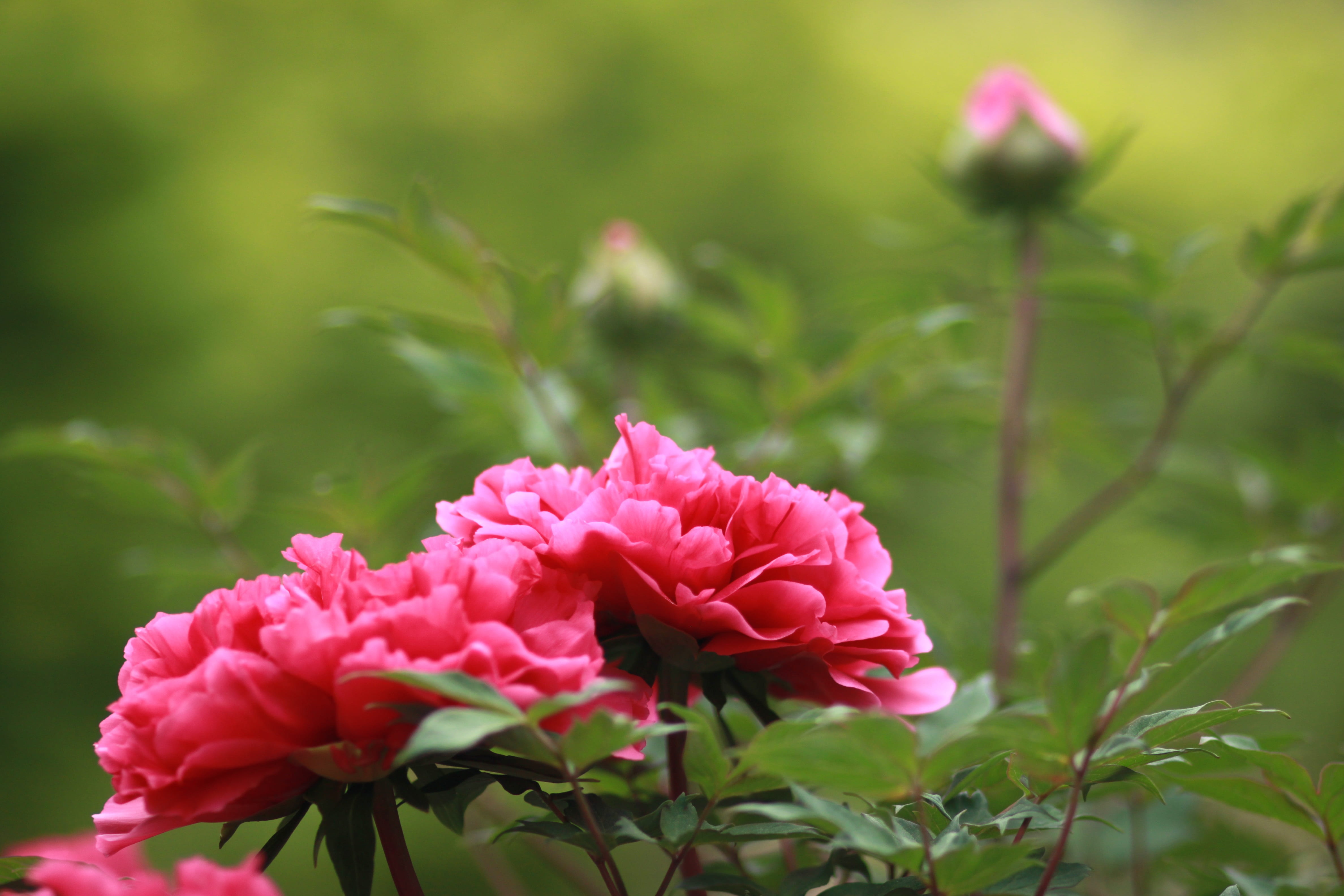 photography, skin, beauty in nature, outdoors, ho-am art museum, vulnerability, japanese tree peony, pink color, all box office until, carnation, freshness, HD Wallpaper