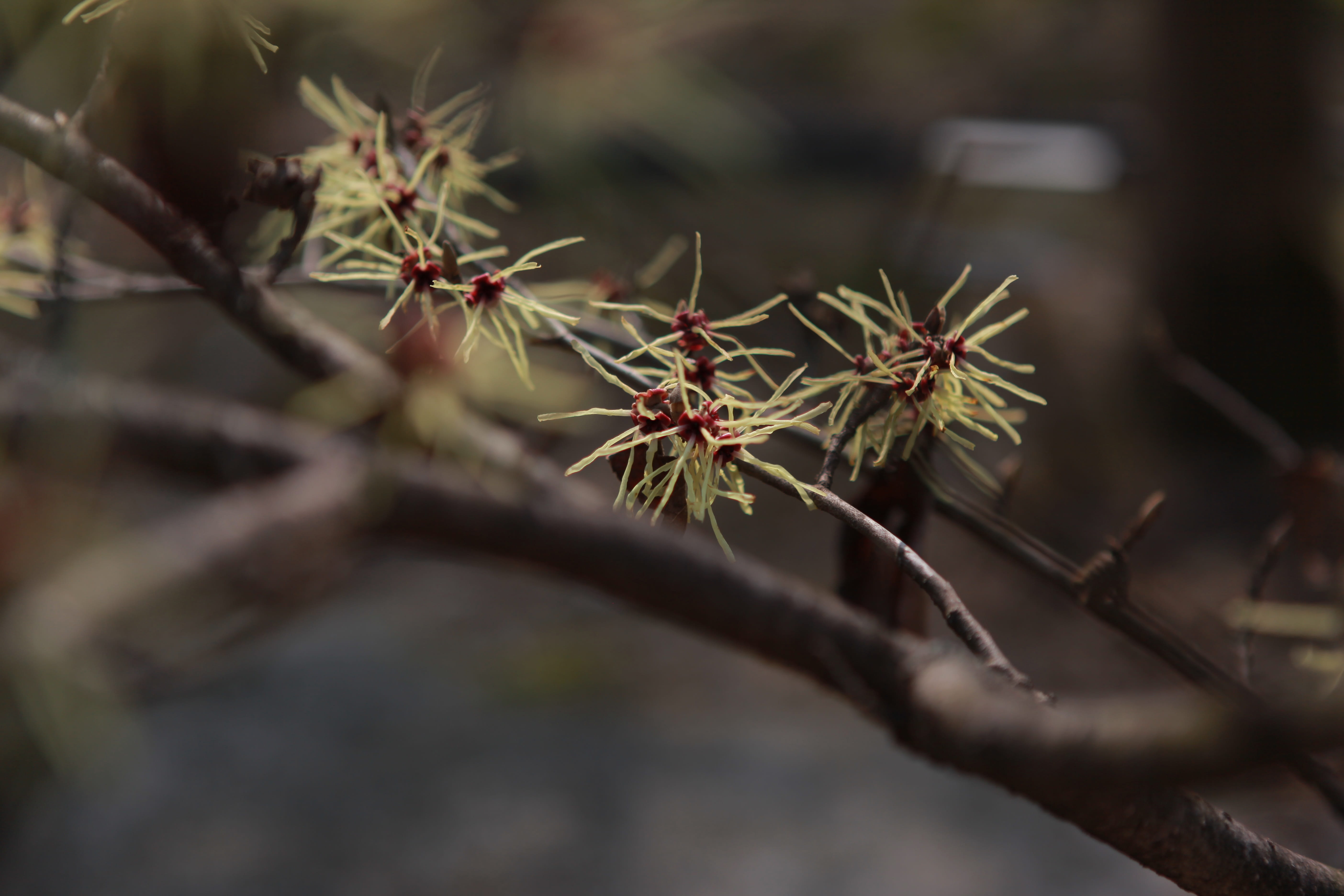 flower, lighting to trees, close-up, day, hamamelis phone, tree, 5K, spiky, green color, plants, nature, branches, bud, flowers, branch, beauty in nature, HD Wallpaper