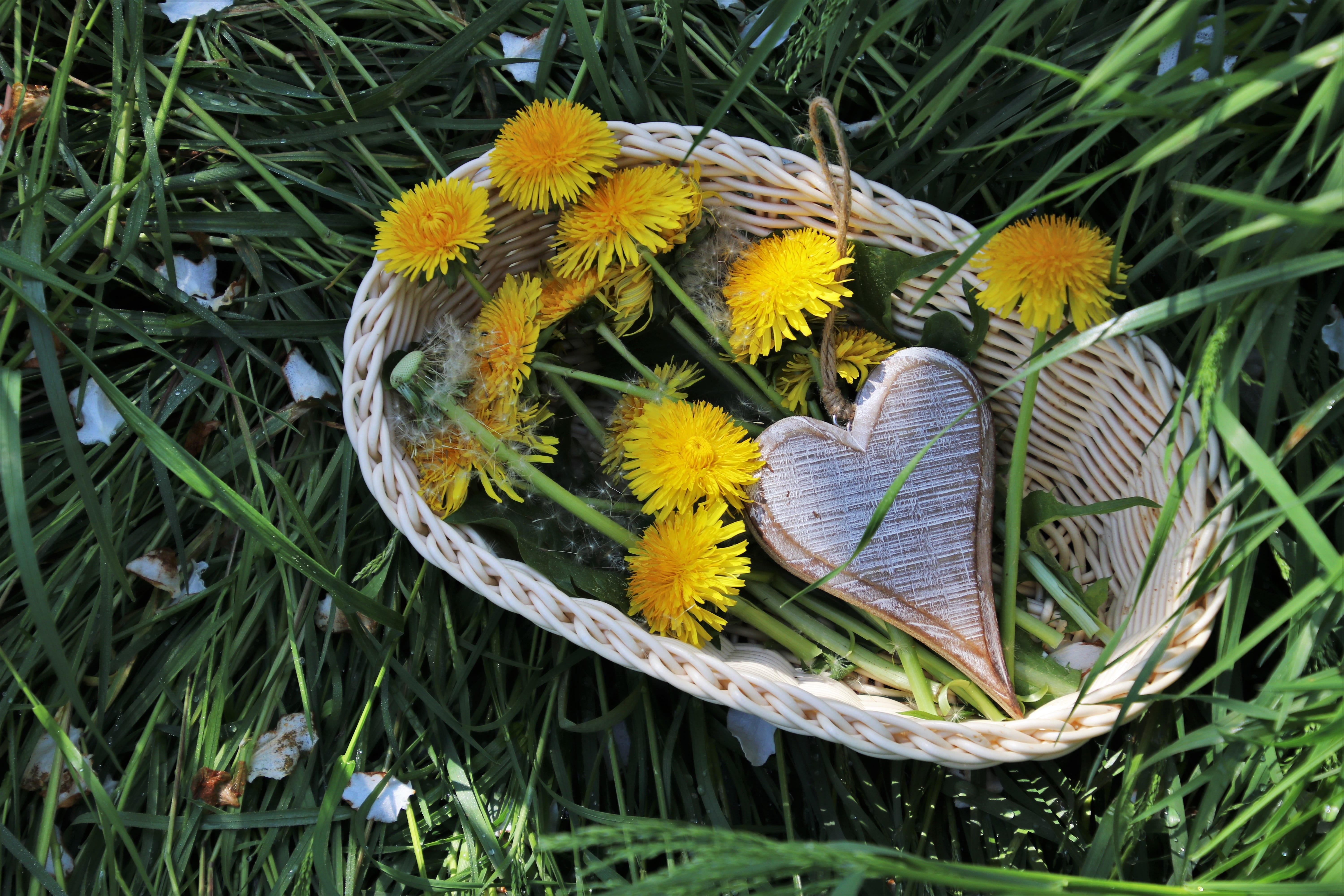 basket, plant, shadow, the structure of the, growth, symbol, directly above, vegetation, alive, flowers, color, style, beautiful, the freshness, figure, HD Wallpaper