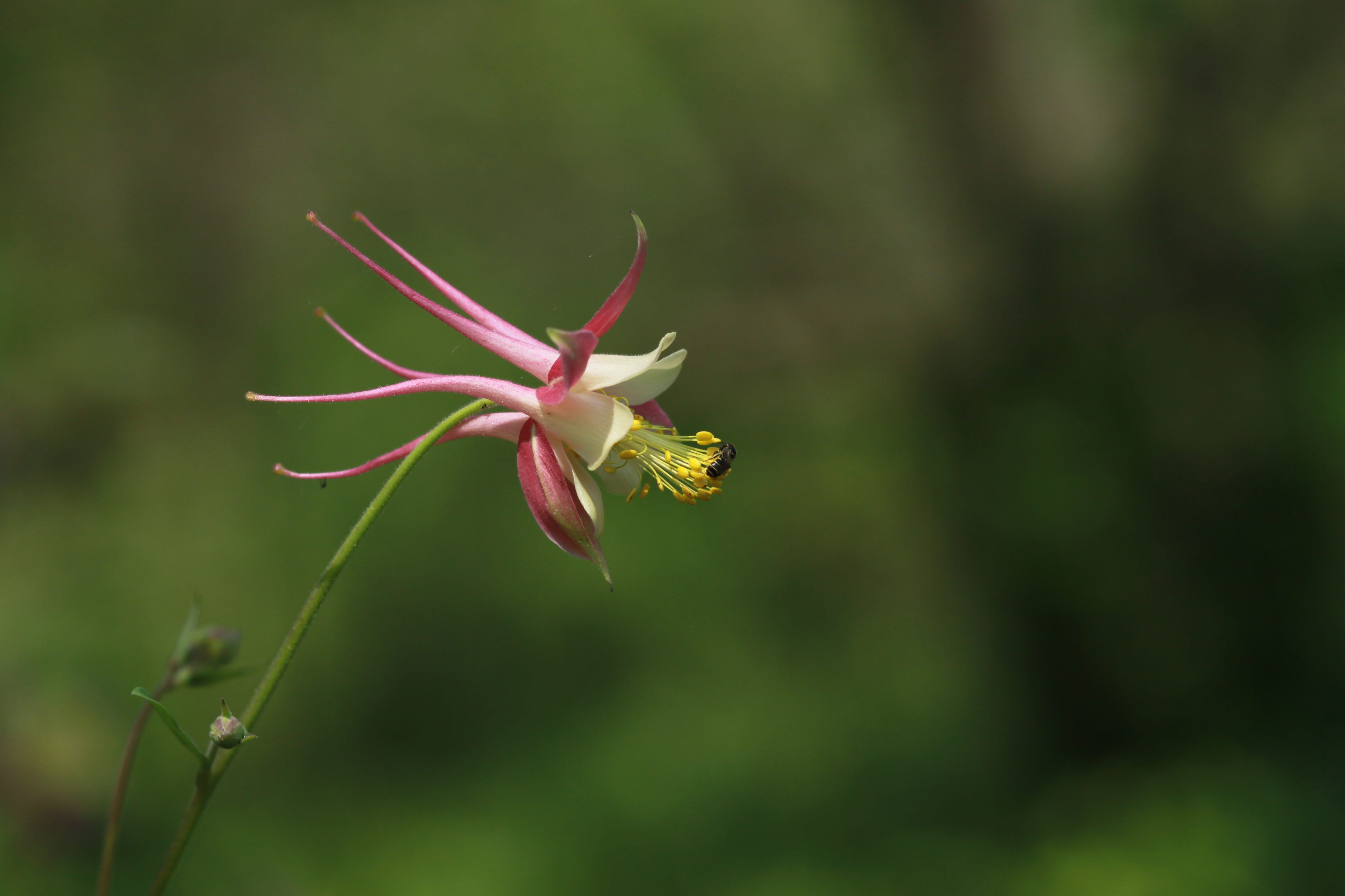 wild, fragility, wild flower, one animal, no people, nature, wild plants, close-up, vulnerability, aquilegia chrysantha yellow queen, focus on foreground, HD Wallpaper