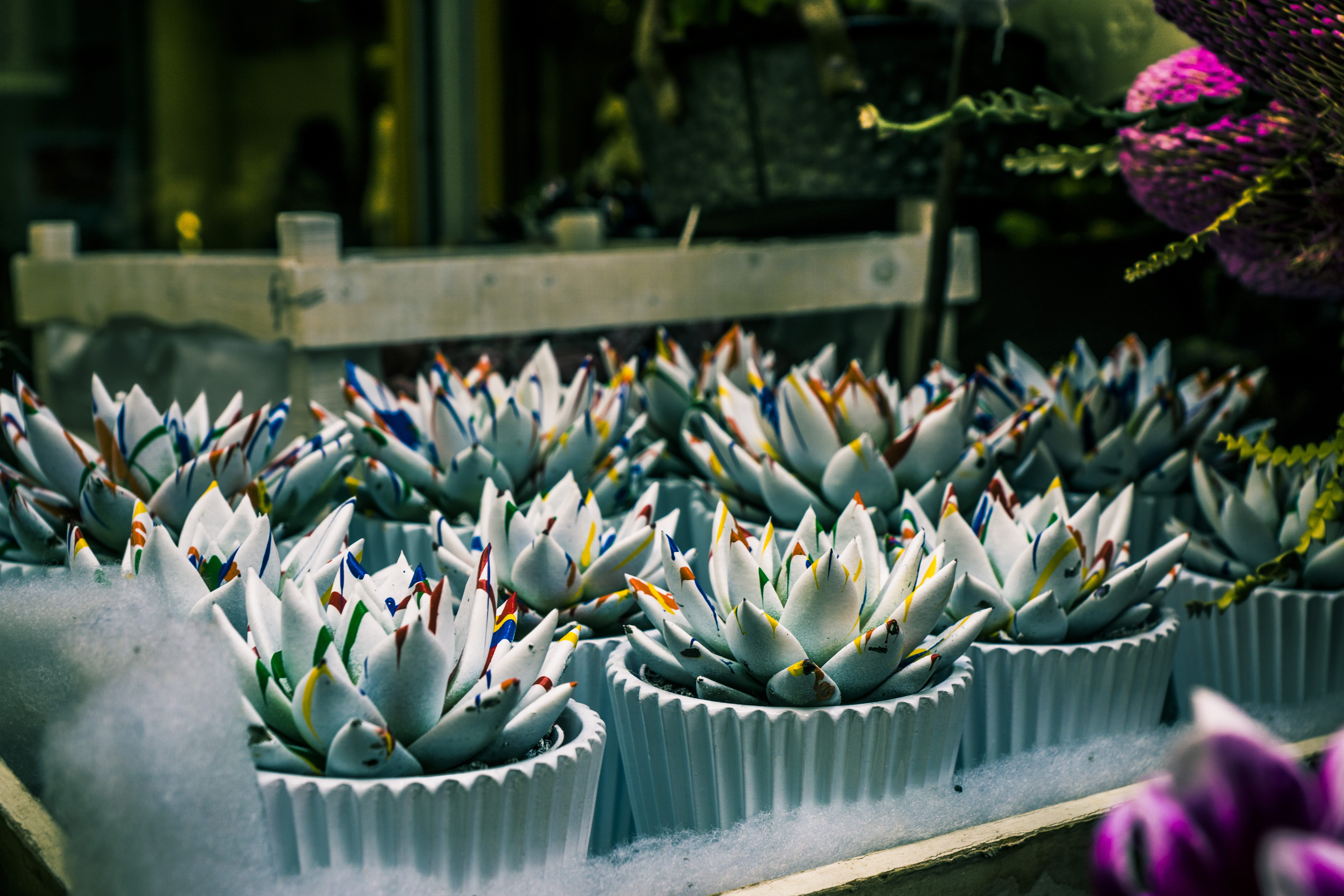 succulent, flora, daylight, retail, garden, outdoors, plant, growth, cactus, flowerpots, photography, plants, flowering plant, inflorescence, color, focus, HD Wallpaper