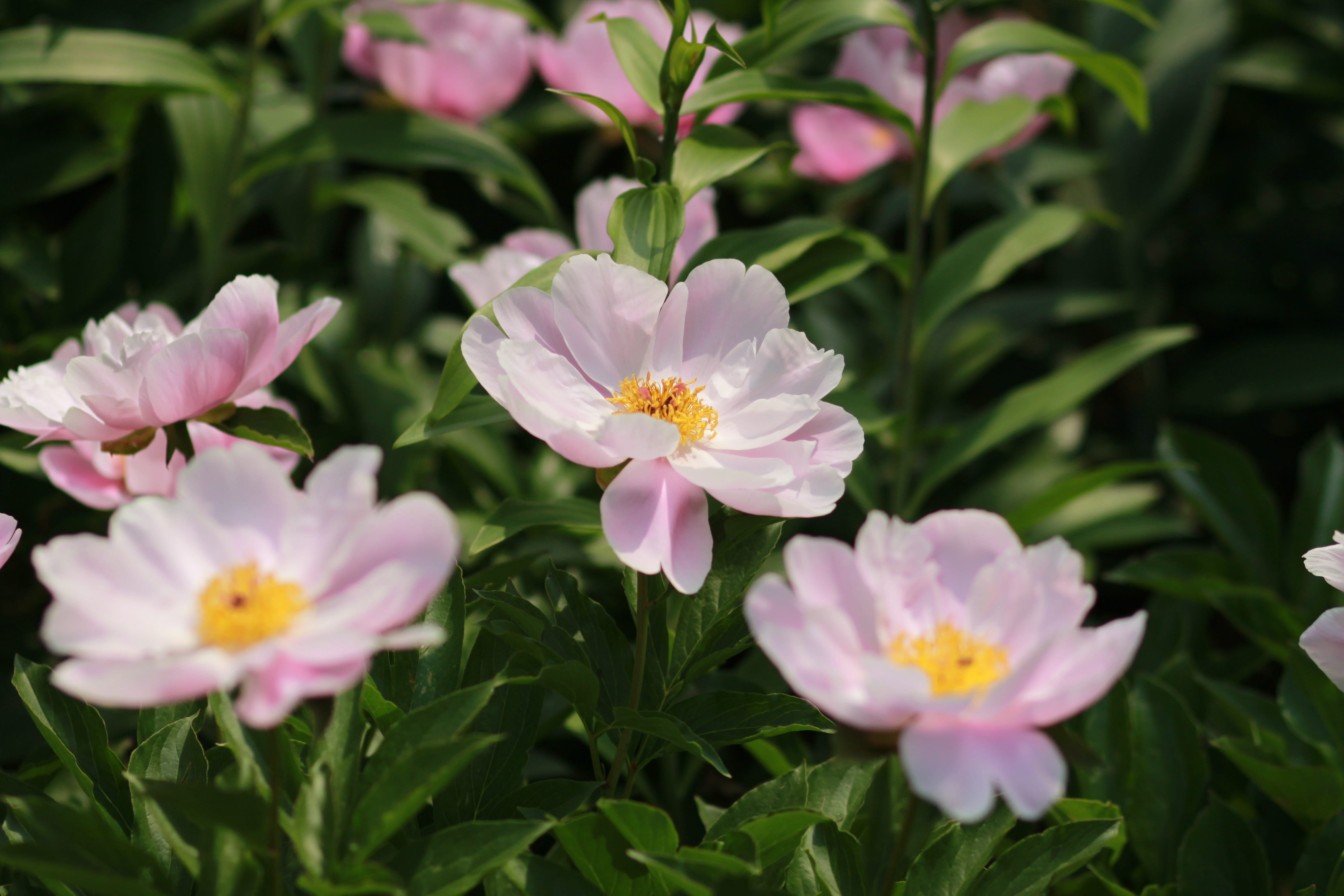 pink color, peonies, flowering plant, beauty in nature, peony, japanese tree peony, fragility, flower head, close-up, skin, growth, plant, inflorescence, HD Wallpaper
