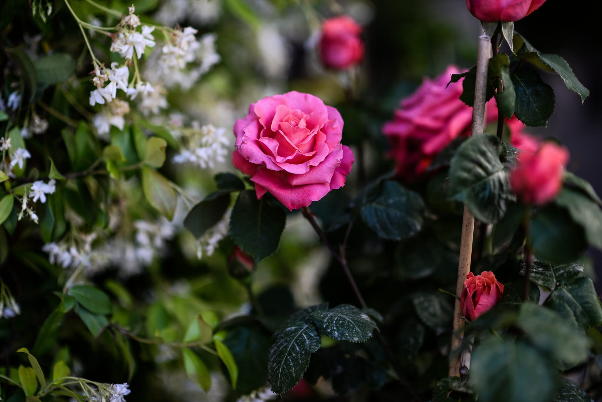 no people, selective, flower head, petal, blossom, flowers, pink, flower shop, 1080P, roses, plant part, rose - flower, white shrub, outdoors, inflorescence, HD Wallpaper