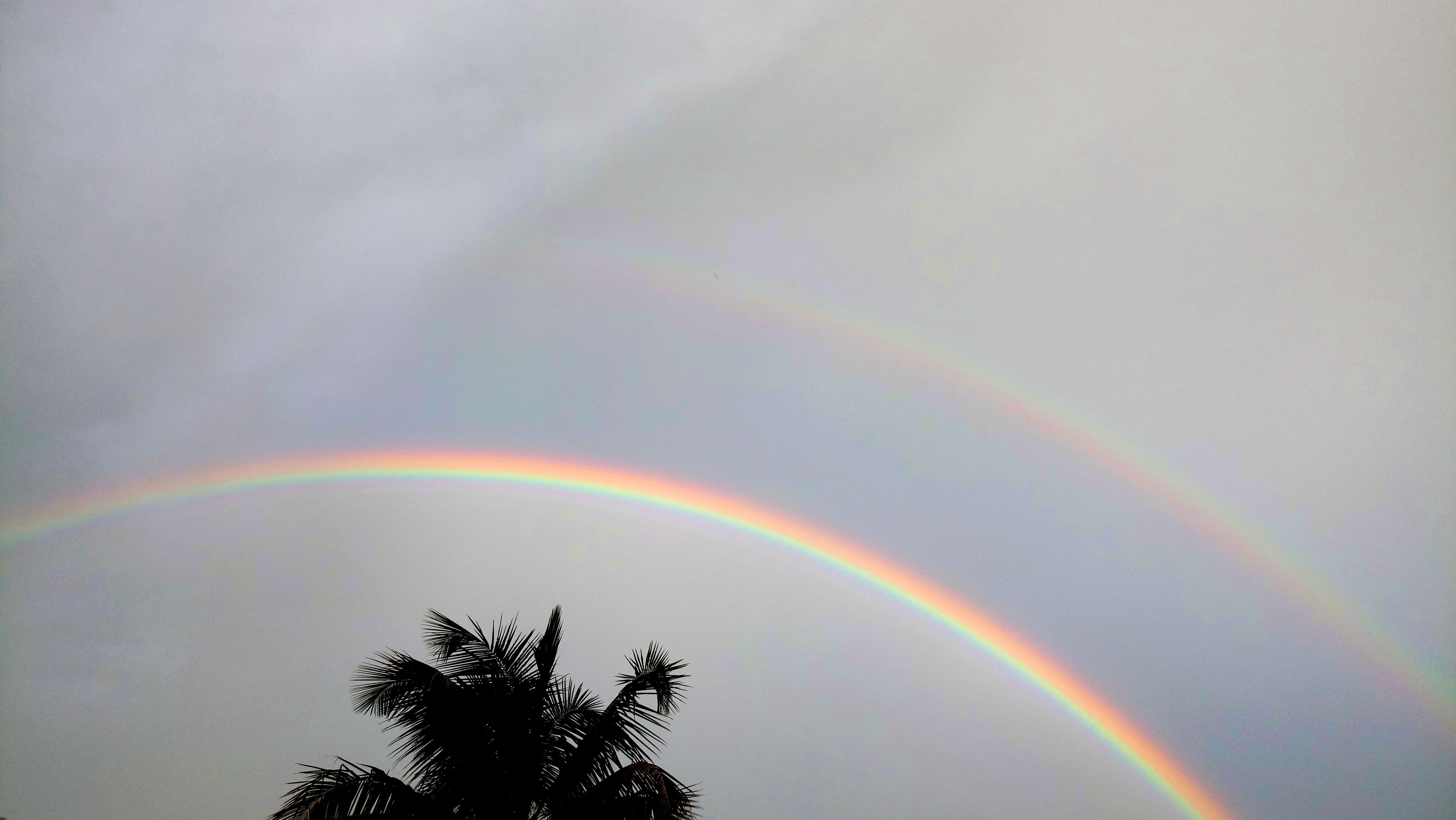 beauty in nature, rain, plant, double rainbow, outdoors, santo domingo, cloud - sky, idyllic, azul, nubes, rainbow, amarillo, verde, palm tree, sky, multi colored, HD Wallpaper