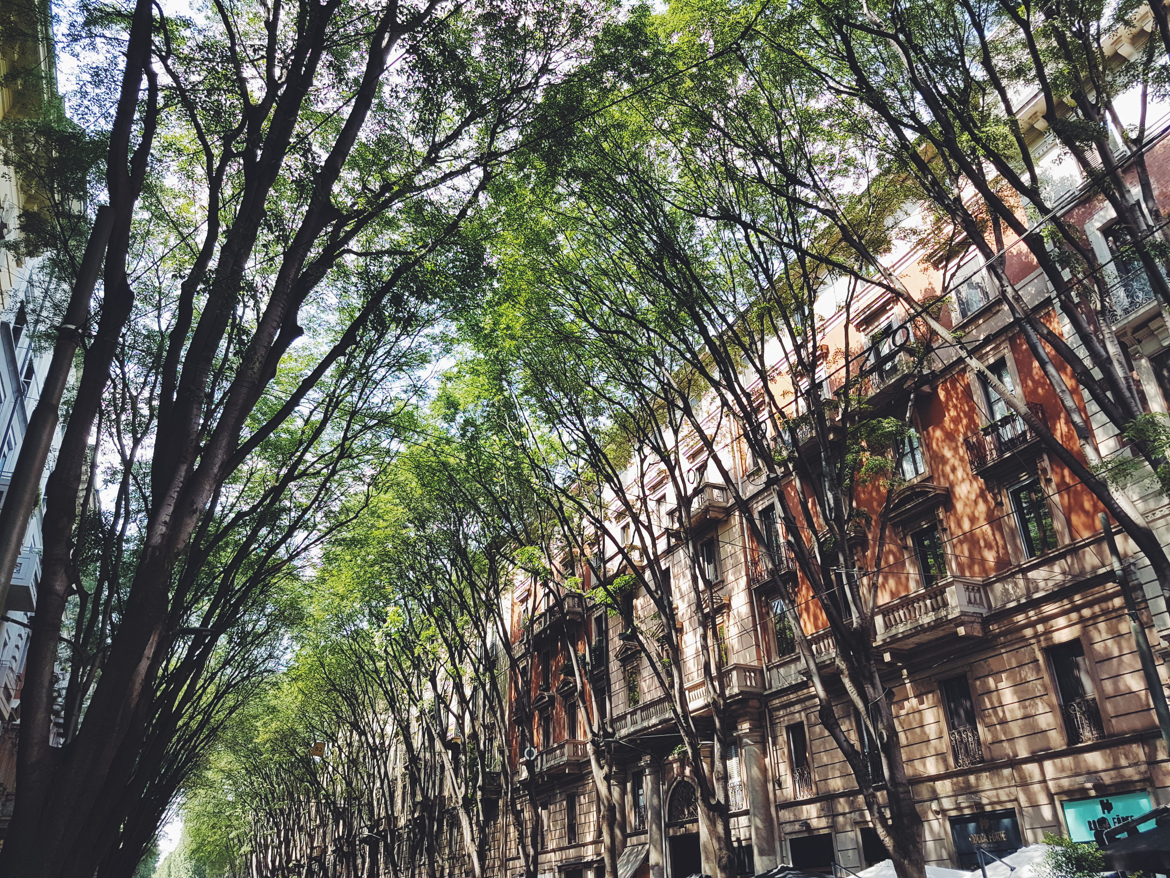 bamboo - plant, tree trunk, history, milano, ruined, outdoors, trunk, tree, italy, nature, cities, 4K, building, day, fresh, branch, city, building exterior, HD Wallpaper