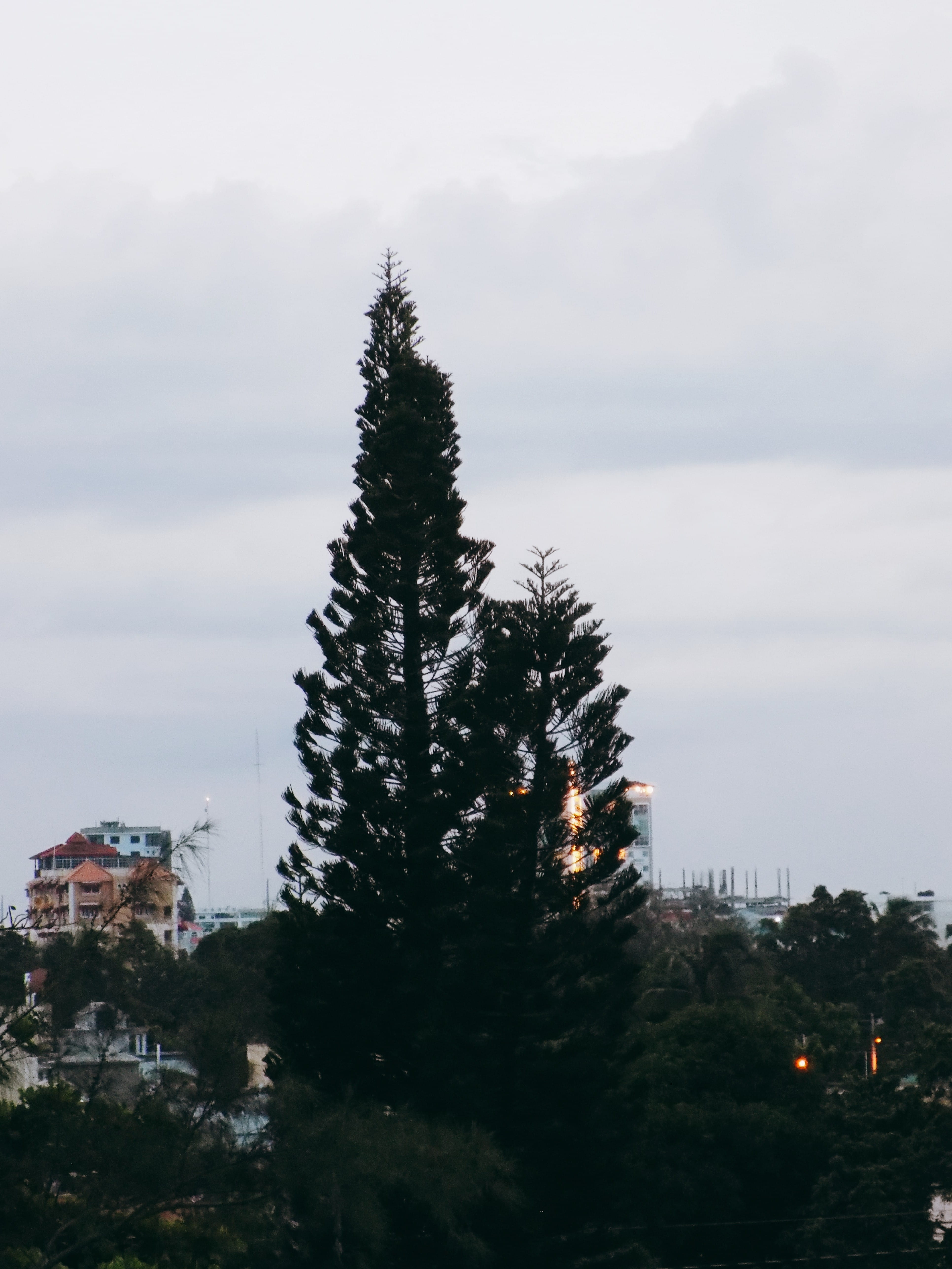 holiday, high angle view, building exterior, plant, no people, tree, outdoors, greem, growth, madera, cloud - sky, travel destinations, navidad, edificio, Phone HD Wallpaper