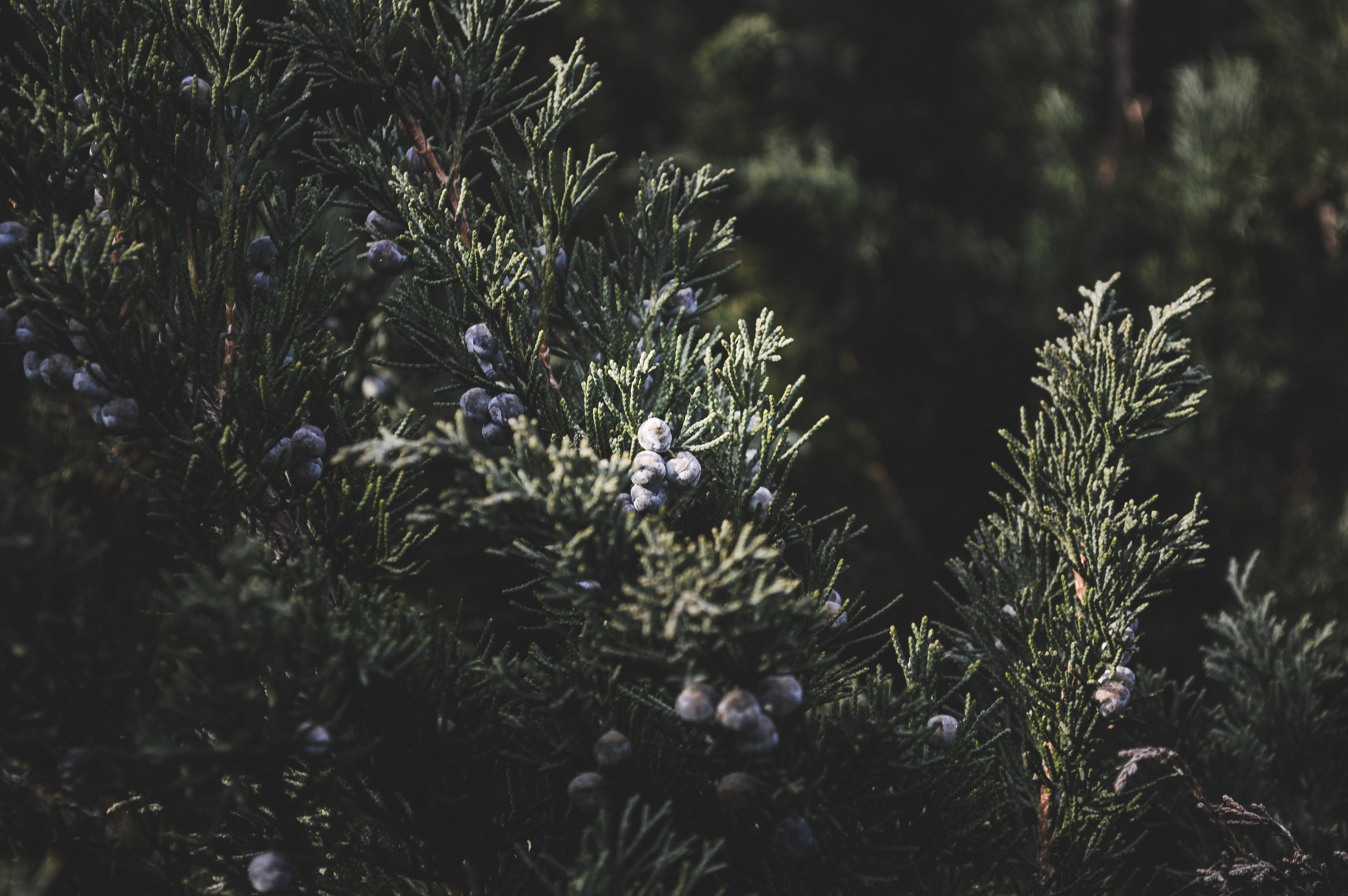 coniferous tree, fragility, background, tree, forest, flower, no people, beauty in nature, sunlight, flowering plant, backgroound image, earth, outdoors, HD Wallpaper