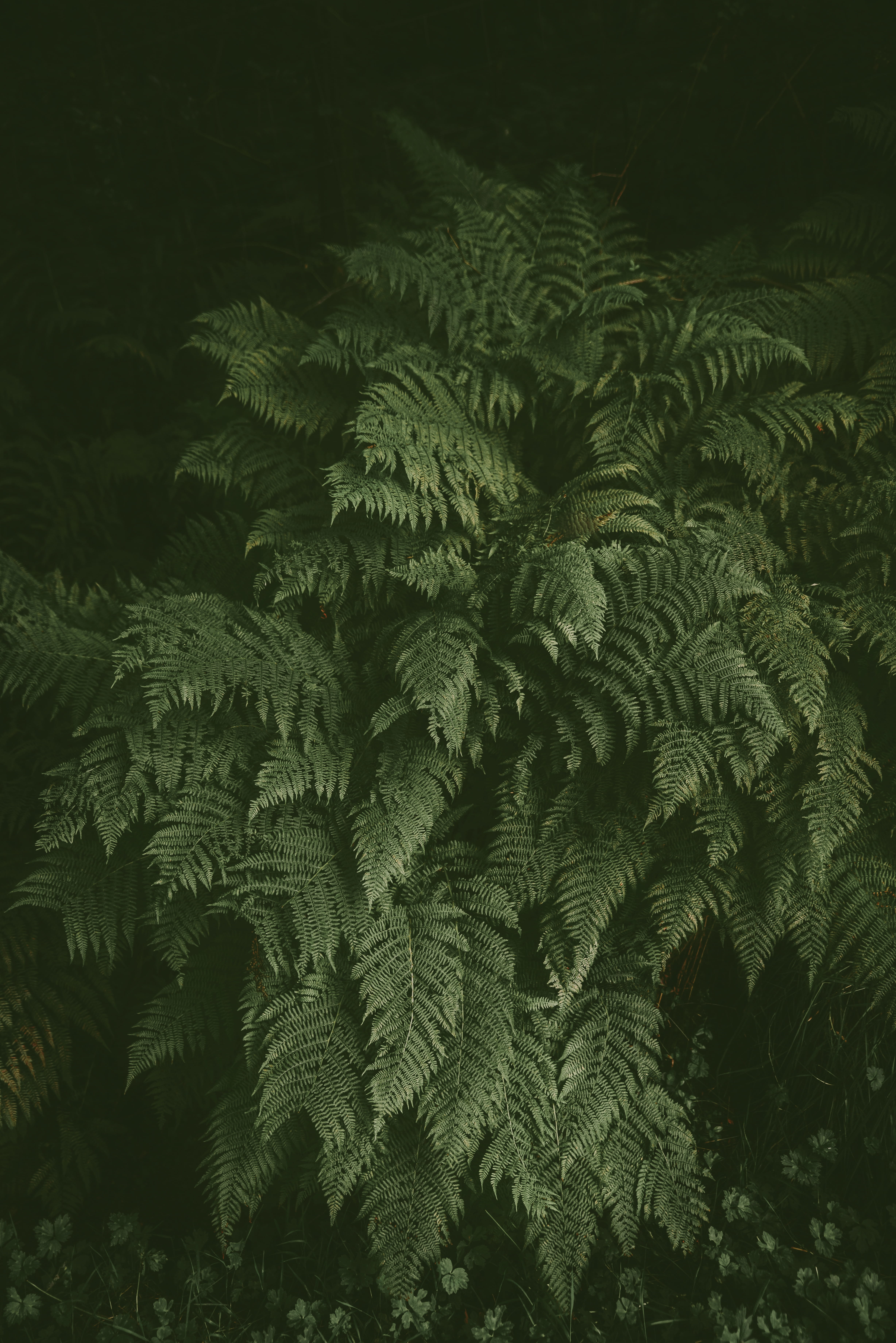 fern, botany, forest, dark, green, tropical Rainforest, woodland, no People, branch, green Color, tree, nature, leaf, rainforest, lush Foliage, bush, leafed, Phone HD Wallpaper