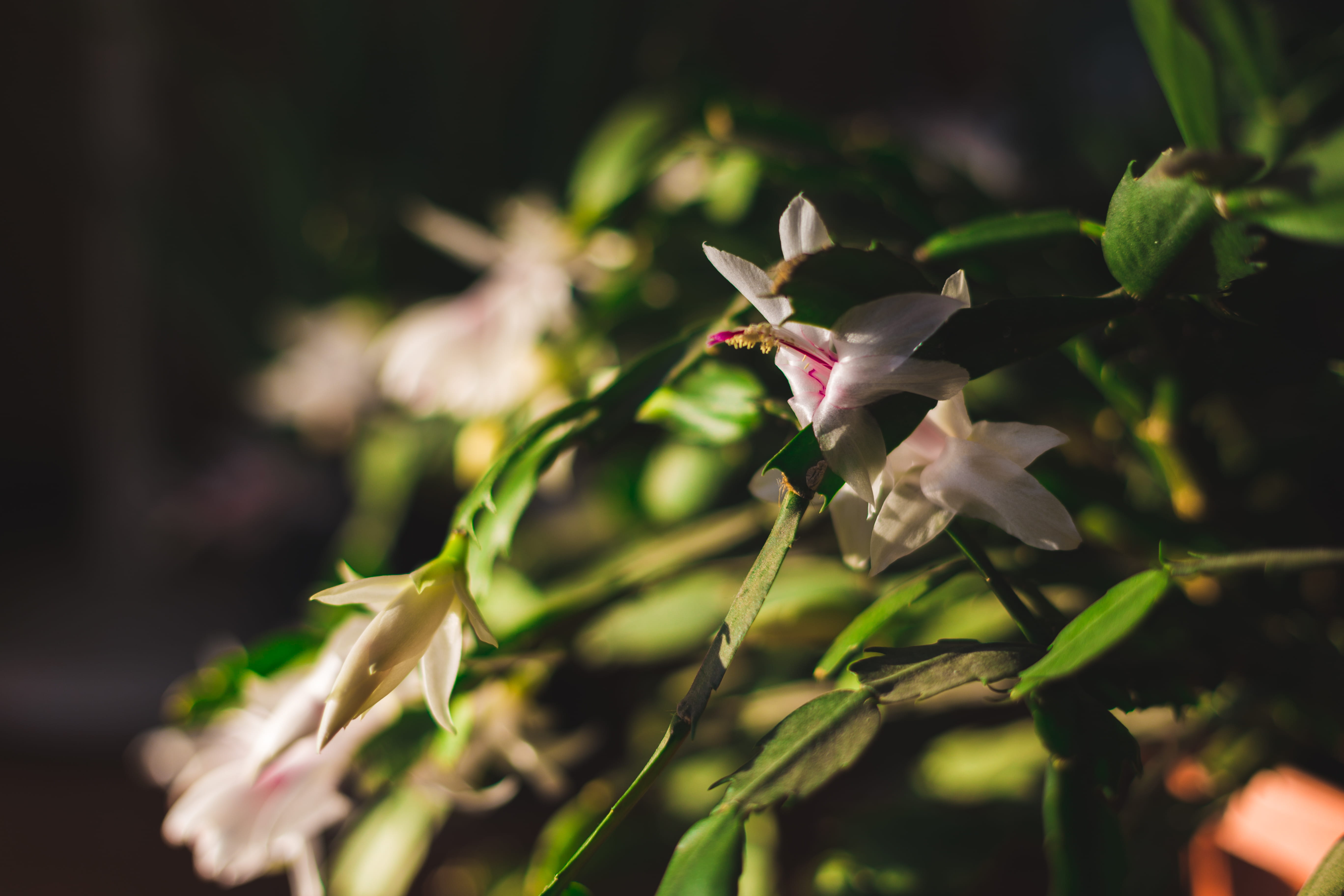 freshness, springtime, beauty in nature, warm, growth, leaves, selective focus, outdoors, dark, plant, nature, close-up, 5K, white color, fragility, HD Wallpaper
