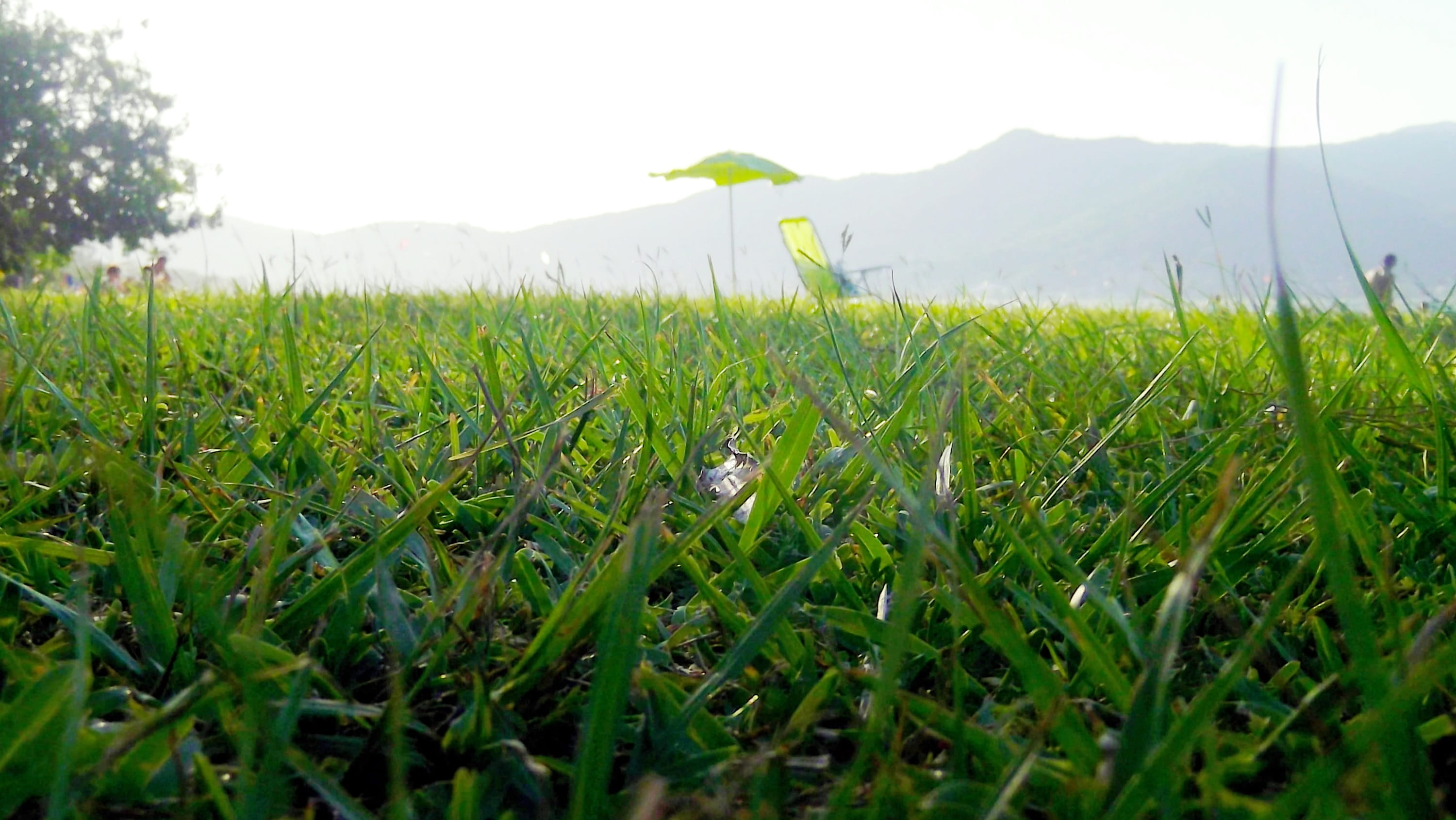 tranquility, rural scene, plant, outdoors, 2K, nature, sky, field, summer, beauty in nature, tranquil scene, greem, landscape, environment, green color, HD Wallpaper