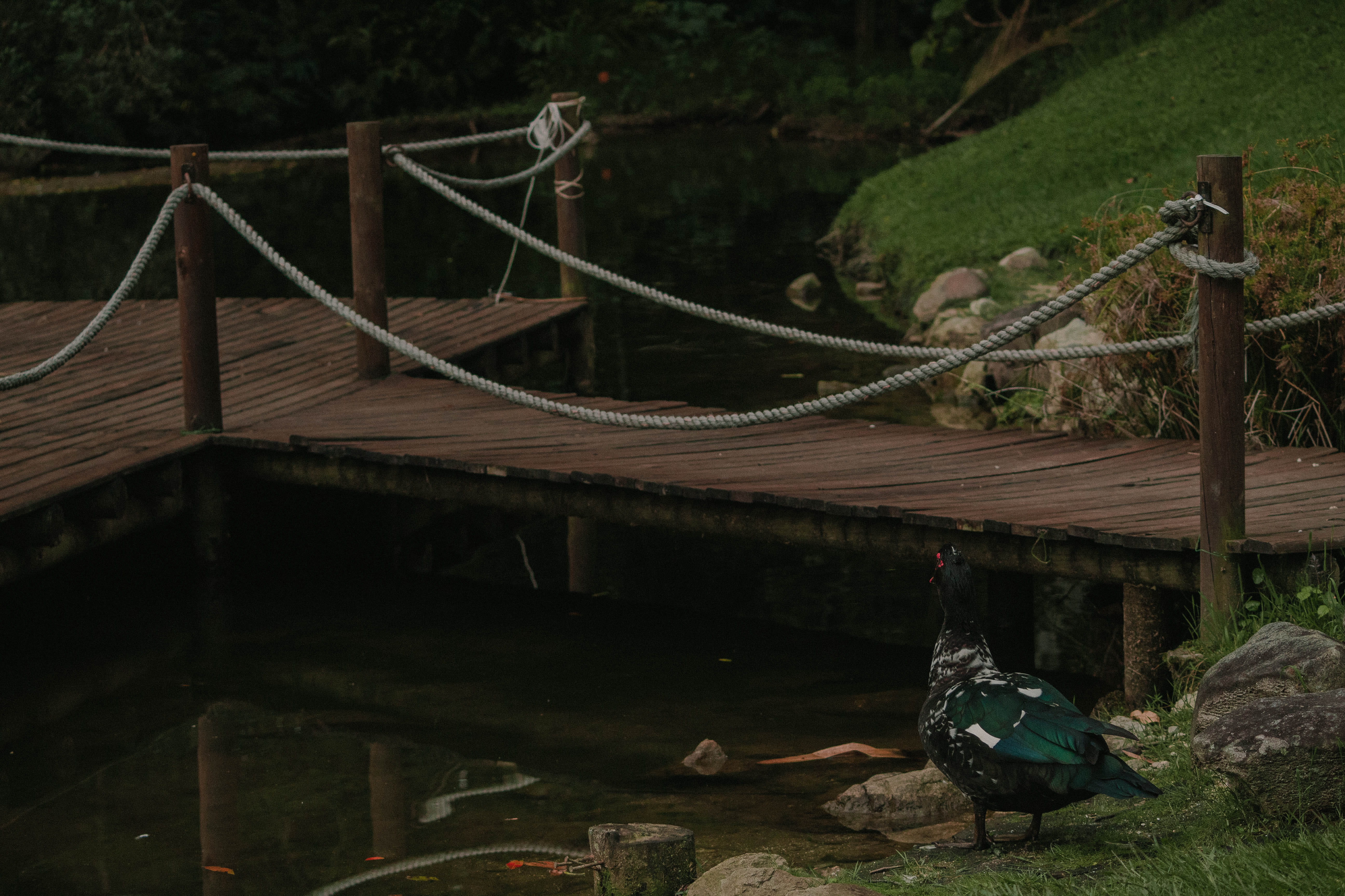 animals, transportation, stone, rope, no people, plant, connection, railing, port, tree, architecture, greem, nature, built structure, water, beautiful, HD Wallpaper