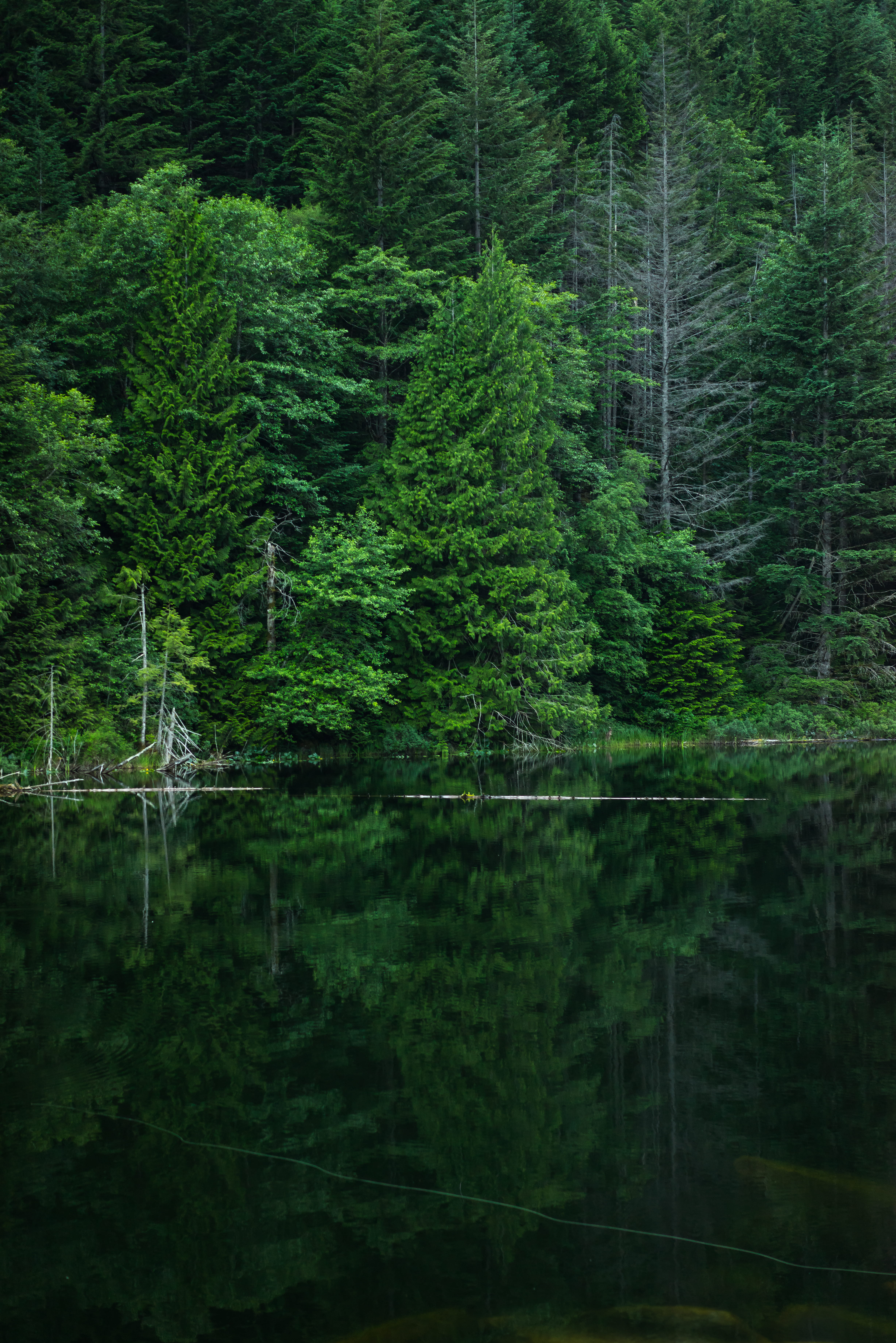 landscape, no people, natural reflection, nature, beauty in nature, foliage, lake, body, forest, calm, brohm lake, greem, woodland, reflection, untitled, Phone HD Wallpaper