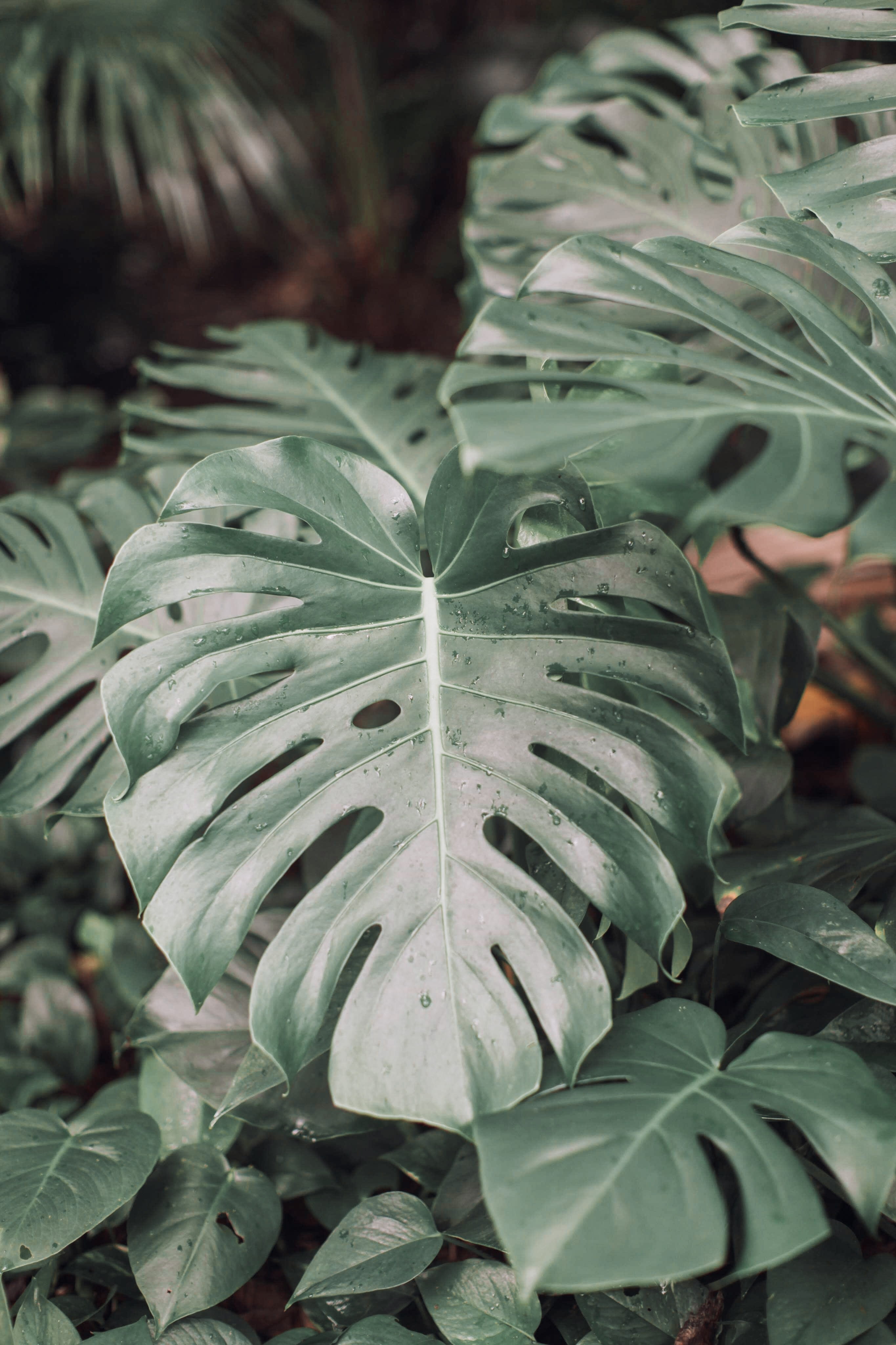 flower, foliage, leaf, beauty in nature, plants, high angle view, growth, fresh, monstera, plant part, botany, purity, leaves, cheese, green color, houseplant, Phone HD Wallpaper