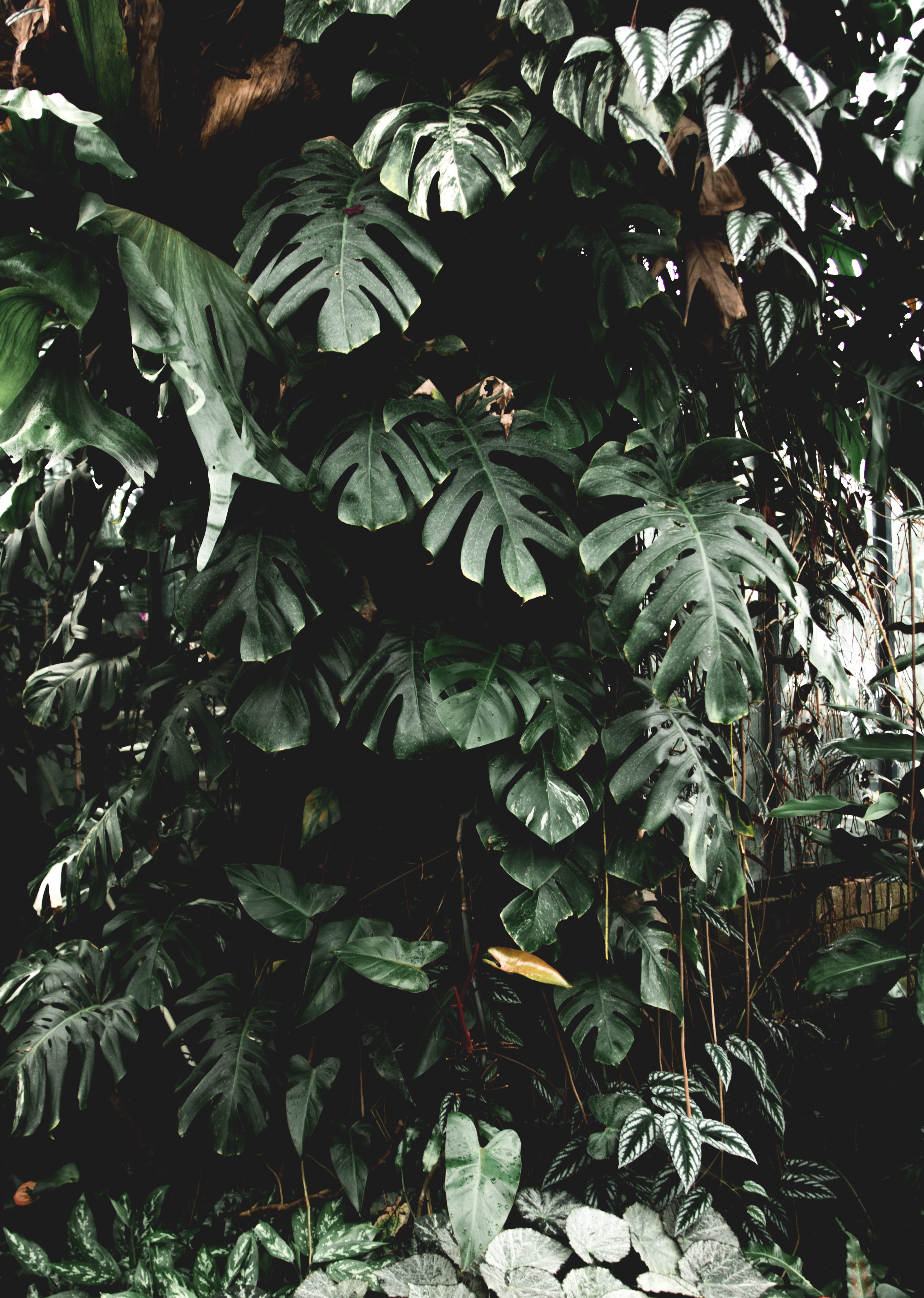growth, leaf, fruit, day, green color, nature, no people, plant part, plant, tree, close-up, tranquility, land, forest, outdoors, foliage, lush foliage, Phone HD Wallpaper