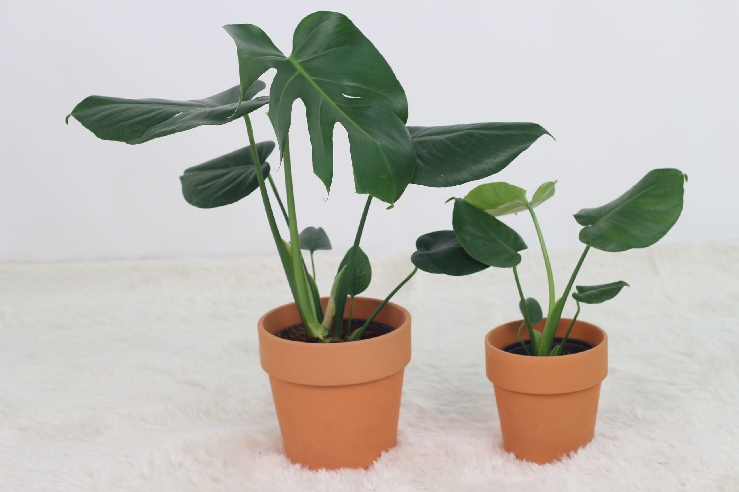 nature, leaf, plant stem, day, potted plant, indoors, no people, houseplant, soil moisture, freshness, plants, flower head, vulnerability, fragility, flowering plant, HD Wallpaper