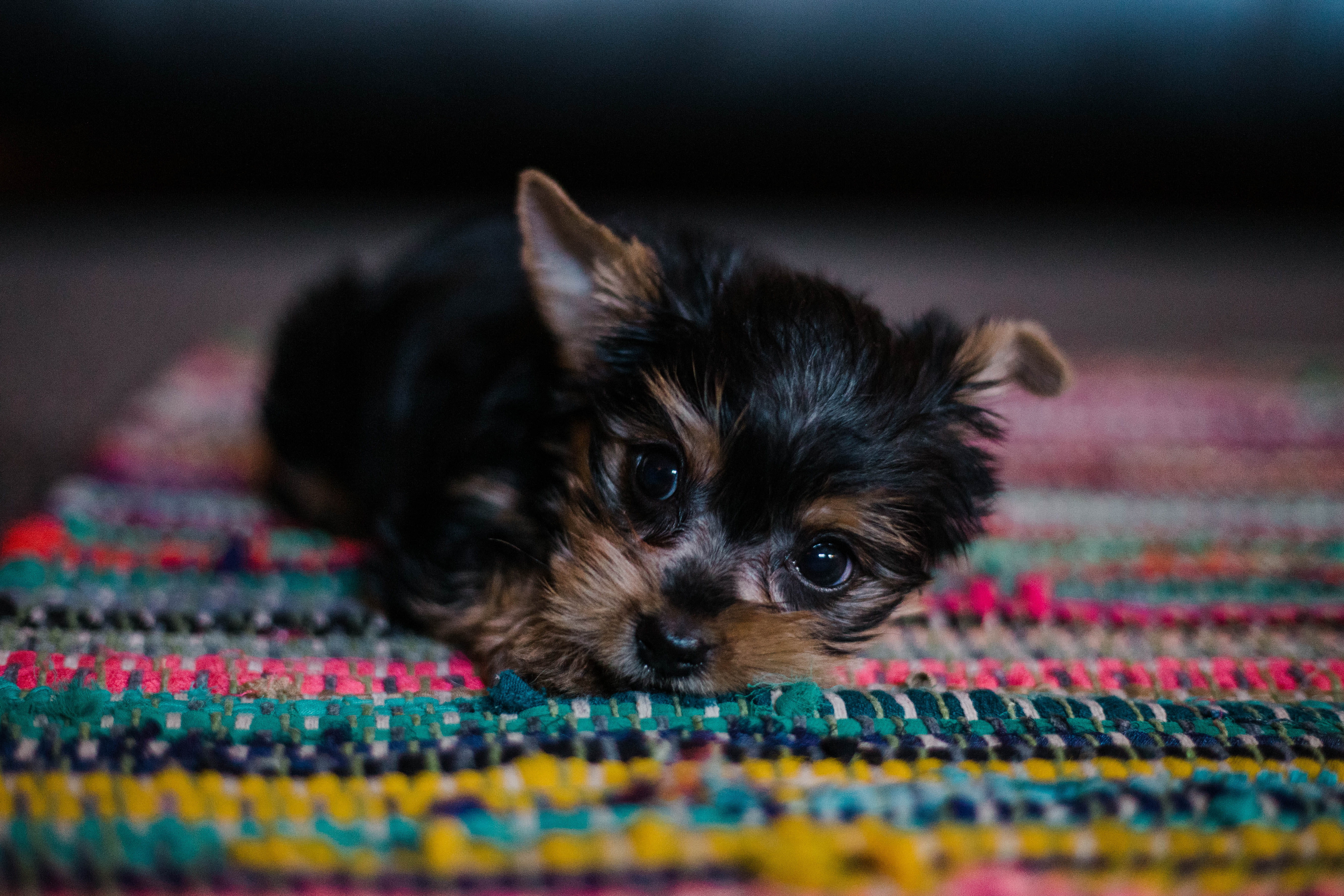 tan, animal, portrait, fluffy, lying, dog, pink, focus on foreground, domestic, yorkshire terrier, terrier, pet, multi colored, animal head, canine, chihuahua - dog, HD Wallpaper