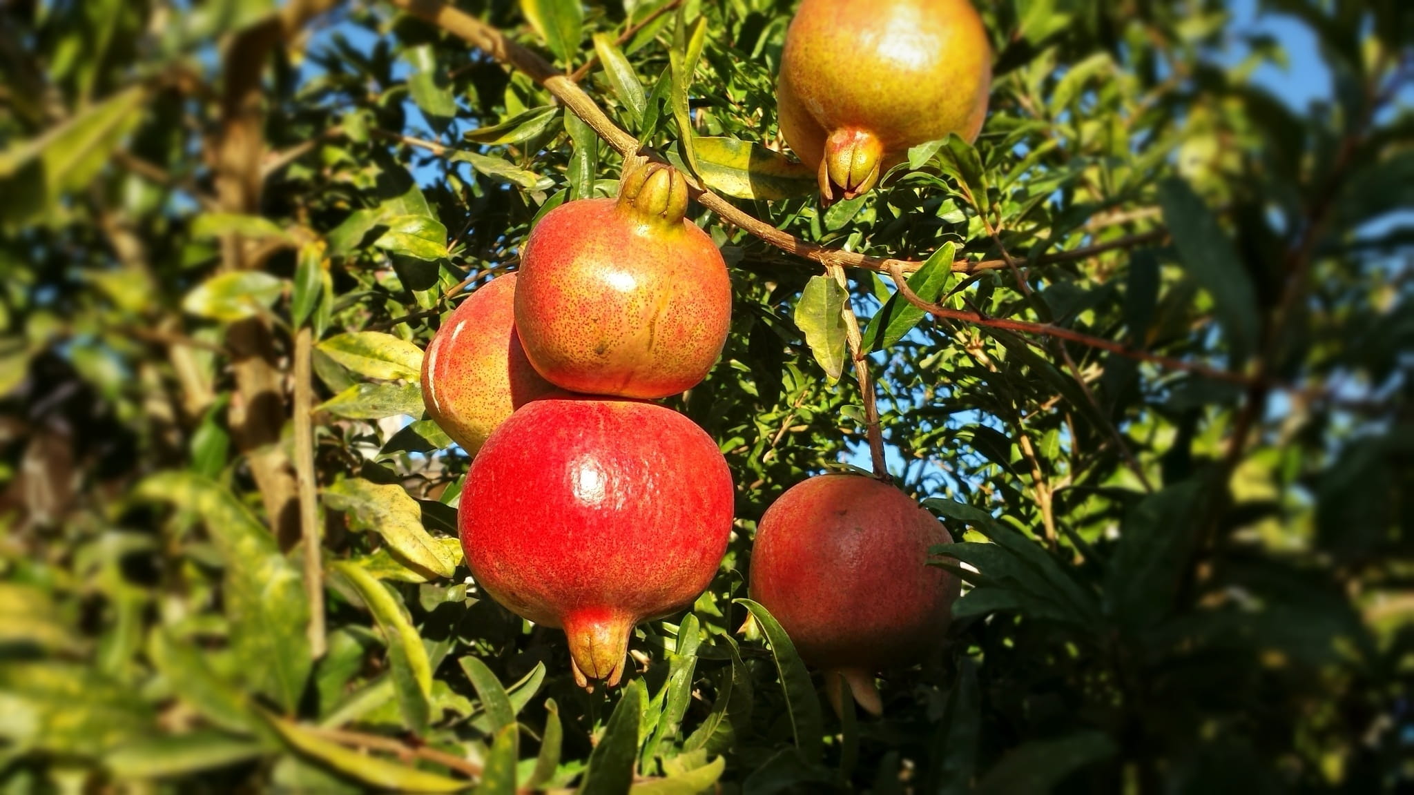 colorful, plant part, plant, appetizer, farm, food and drink, food, vegetarian, ripe, nature, day, organic, eating, 1080P, vegetable, green, vitamins, HD Wallpaper