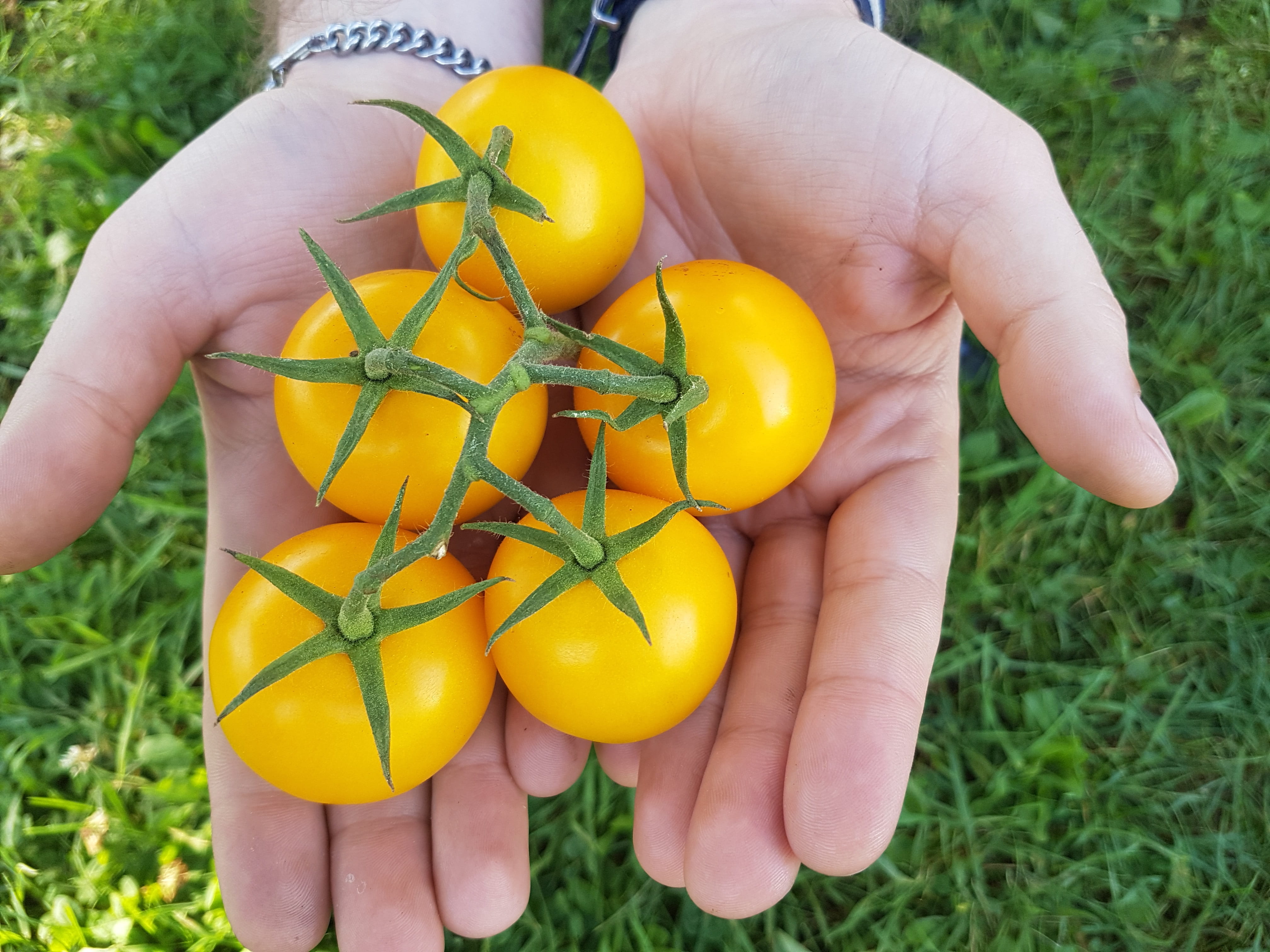 healthy, holding, hands cupped, fruit, tasty, natural, food, ingredient, plant, garden, one person, wellbeing, delicious, yellow, gardening, human hand, HD Wallpaper