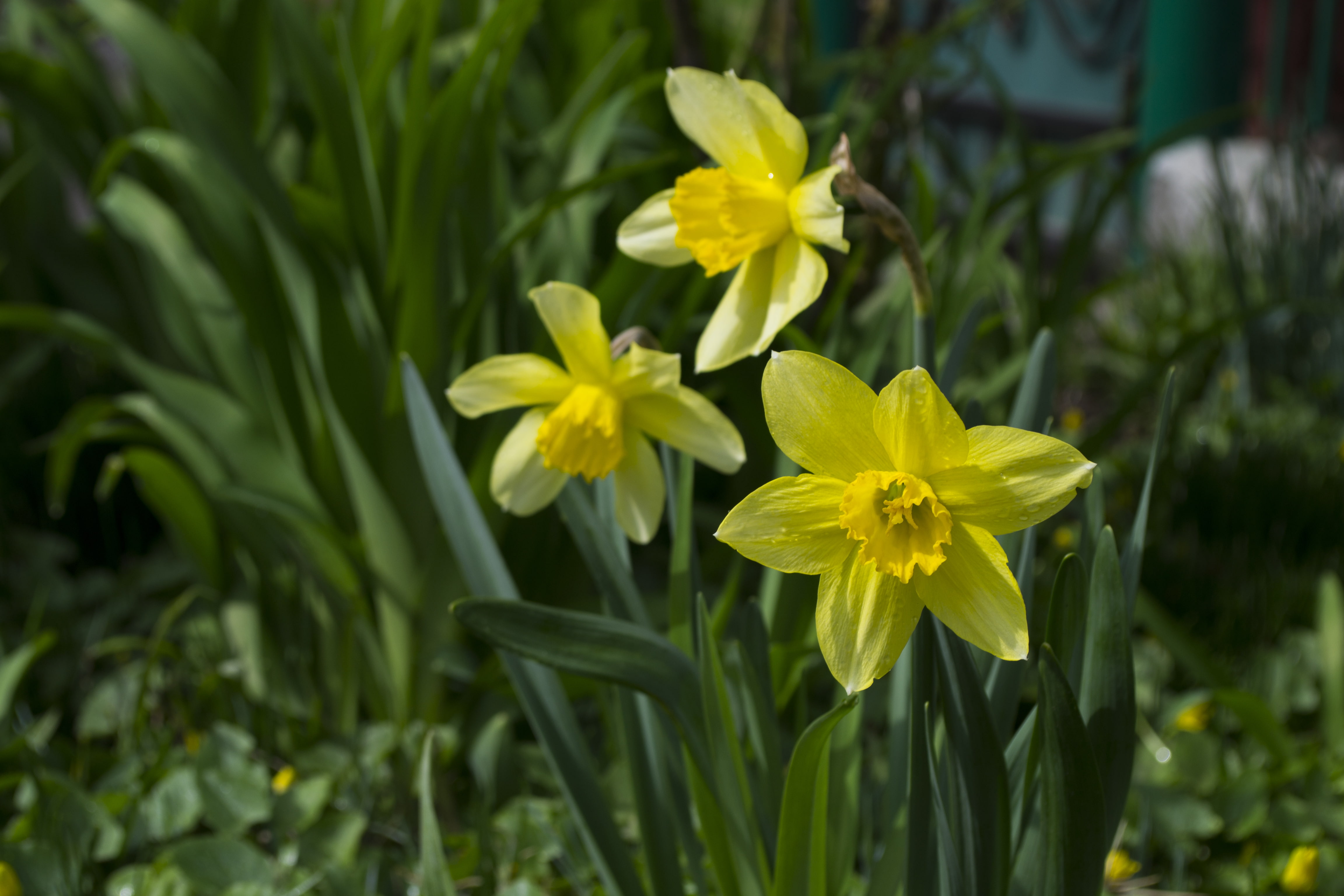 yellow, growth, flowering plant, outdoors, vulnerability, no people, inflorescence, close-up, green color, flower, herbarium, field, focus on foreground, HD Wallpaper