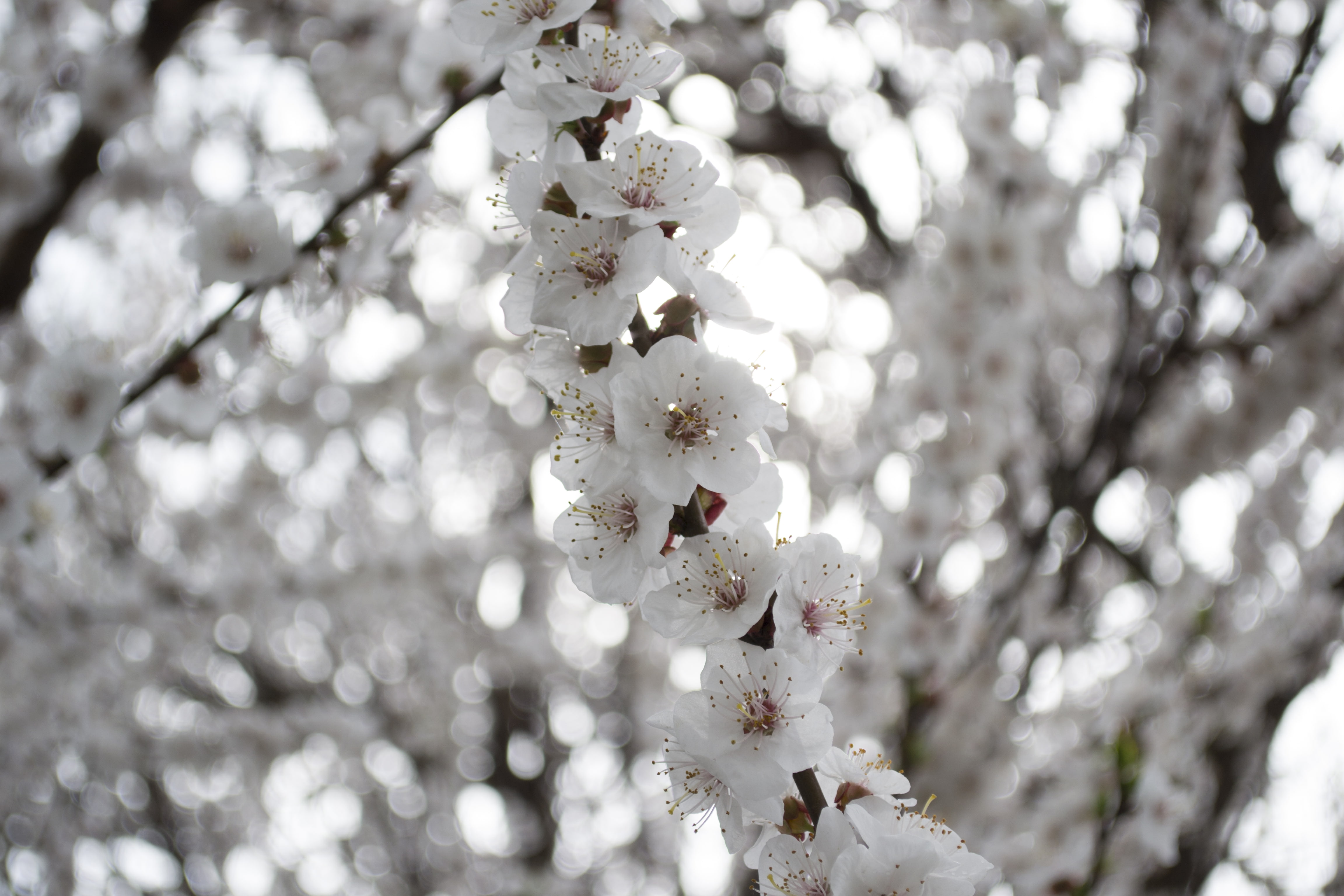 plant, spring, fragility, branch, flower head, herbarium, nature, flowering plant, focus on foreground, flower, blossom, beauty in nature, freshness, low angle view, HD Wallpaper