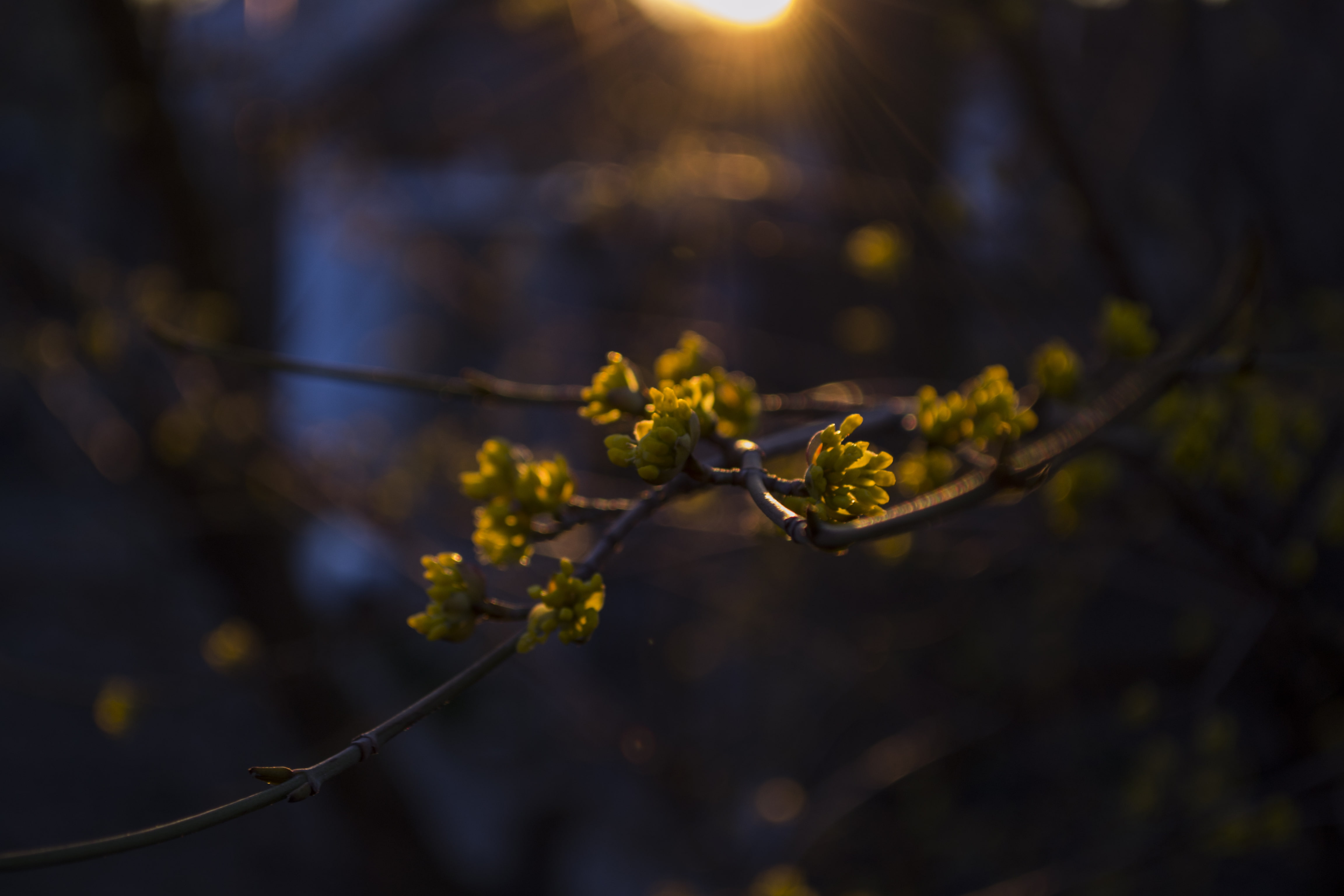 branch, sunset, fragility, focus on foreground, growth, tree, vulnerability, spring, herbarium, flower, freshness, sunlight, flowering plant, flower head, HD Wallpaper