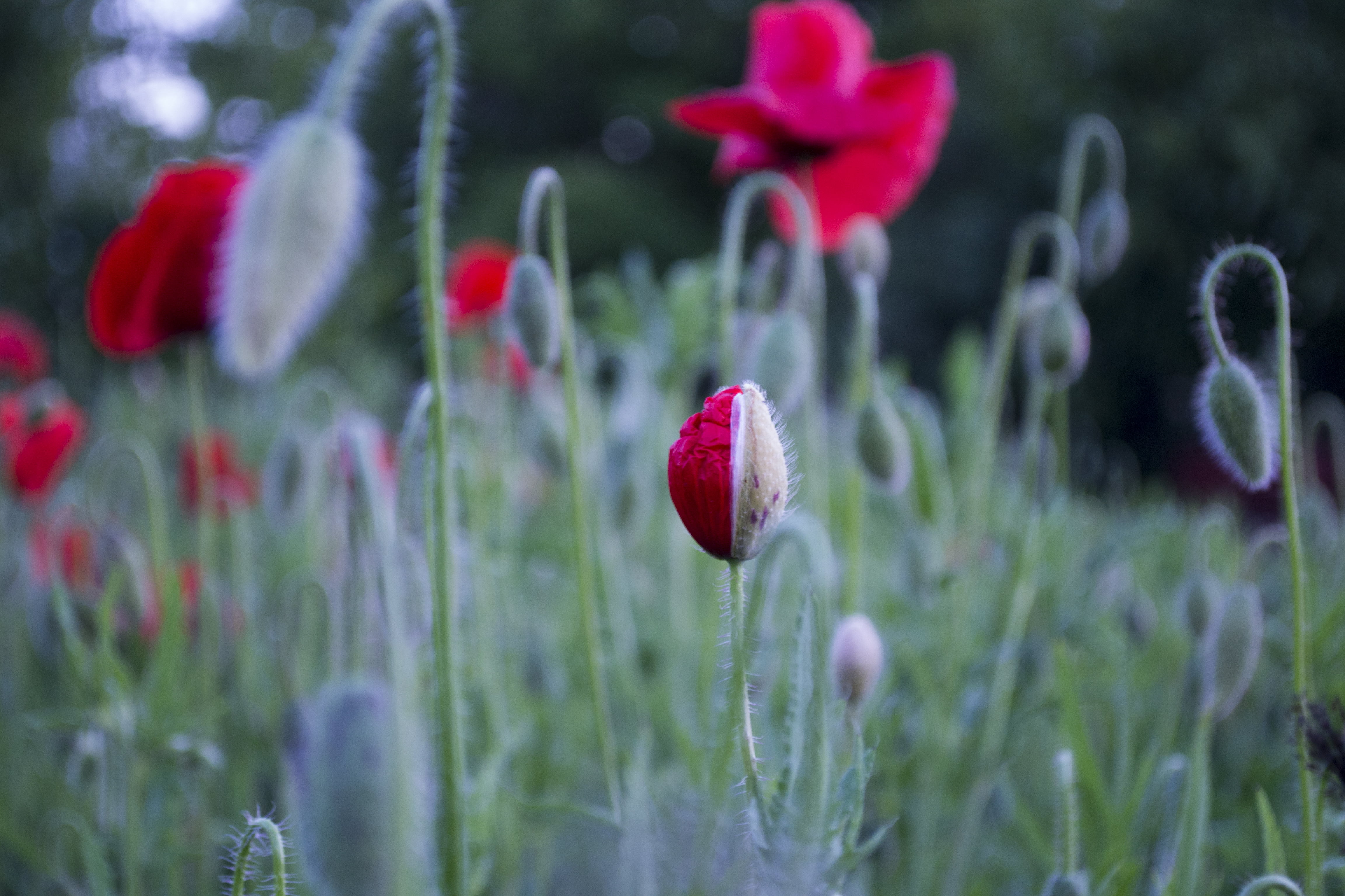 vulnerability, plant, growth, beauty in nature, poppies, poppy, no people, flowering plant, focus on foreground, petal, inflorescence, red, close-up, spring, HD Wallpaper