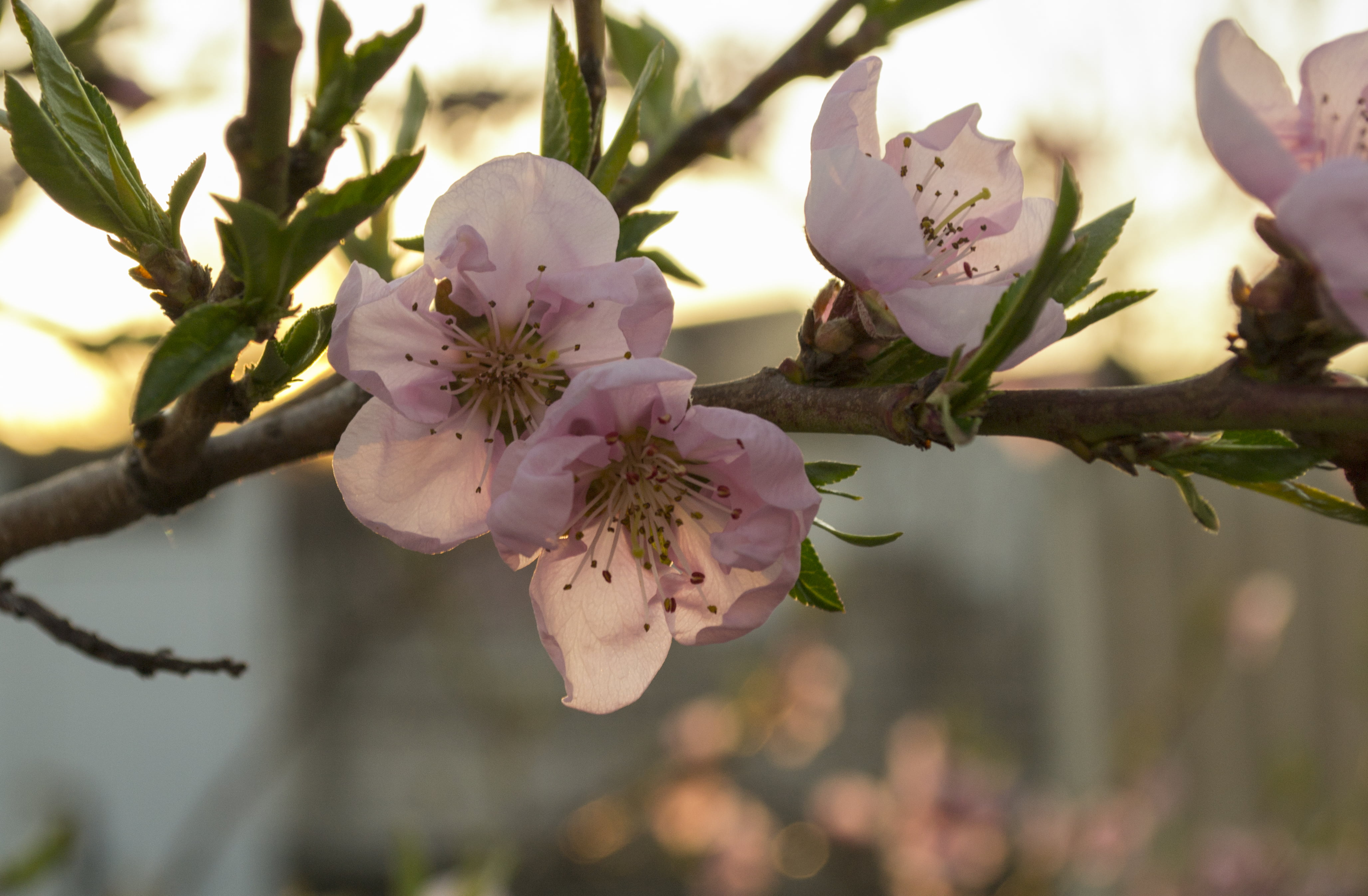 flower head, tree, fragility, cherry blossom, blossom, plant, pollen, growth, freshness, sunset, inflorescence, flower, pink color, herbarium, outdoors, HD Wallpaper