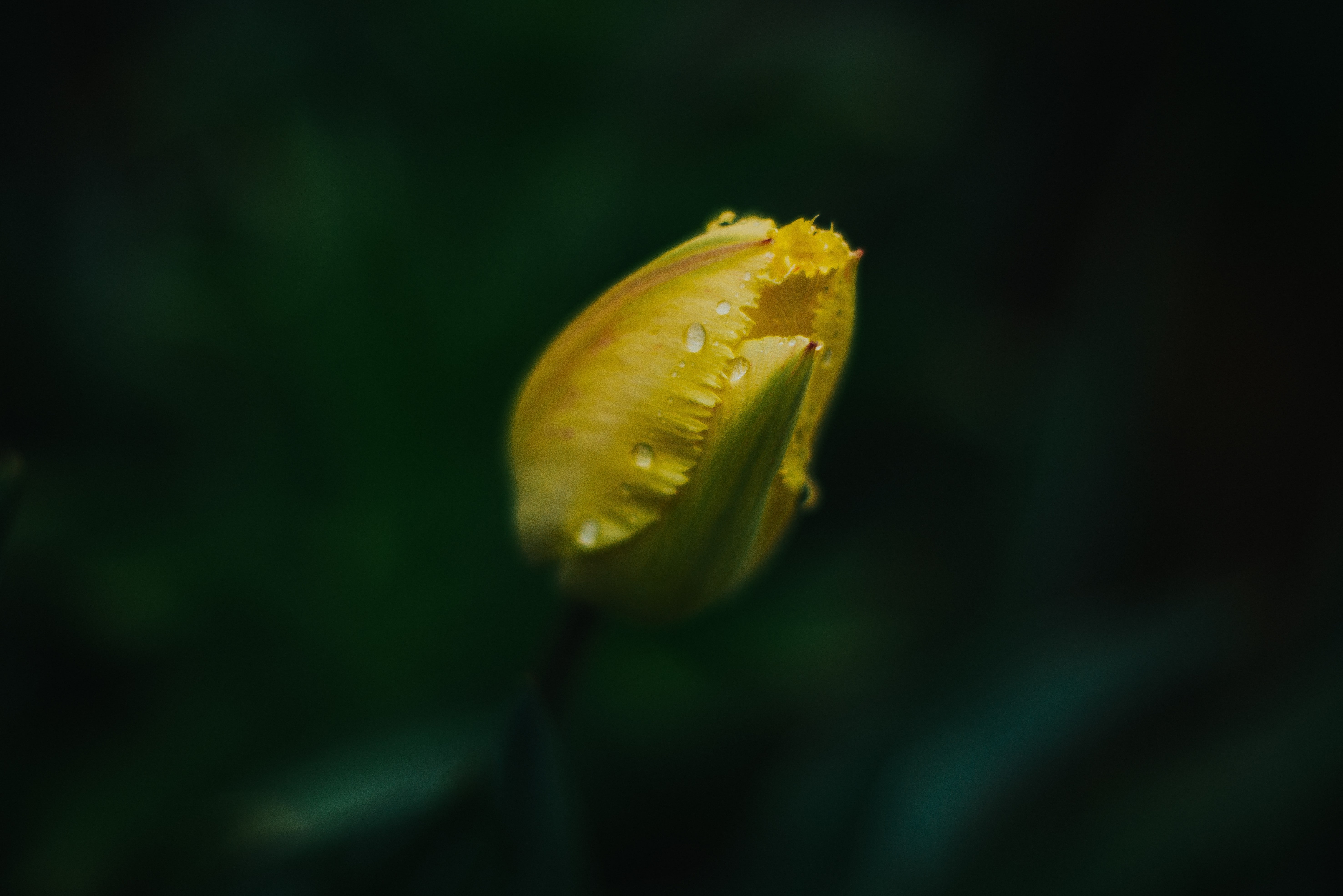 5K, yellow, herbarium, green, tulips, spring, HD Wallpaper