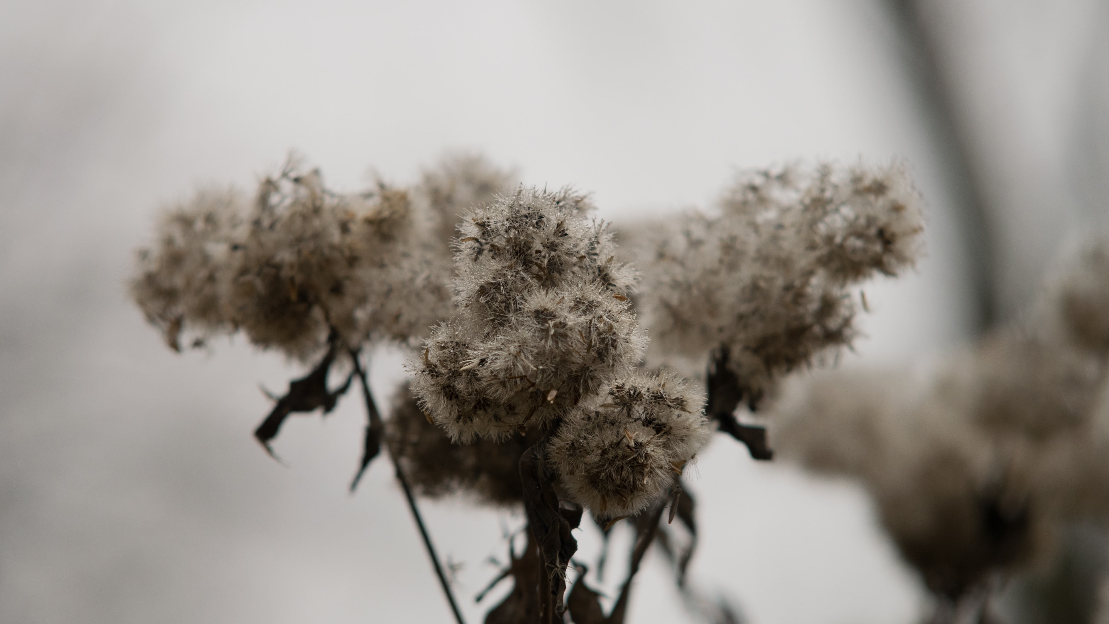 winter, 4K, cold temperature, fragility, day, plant, tranquility, focus on foreground, flower, tree, plant stem, nature, beauty in nature, vulnerability, HD Wallpaper