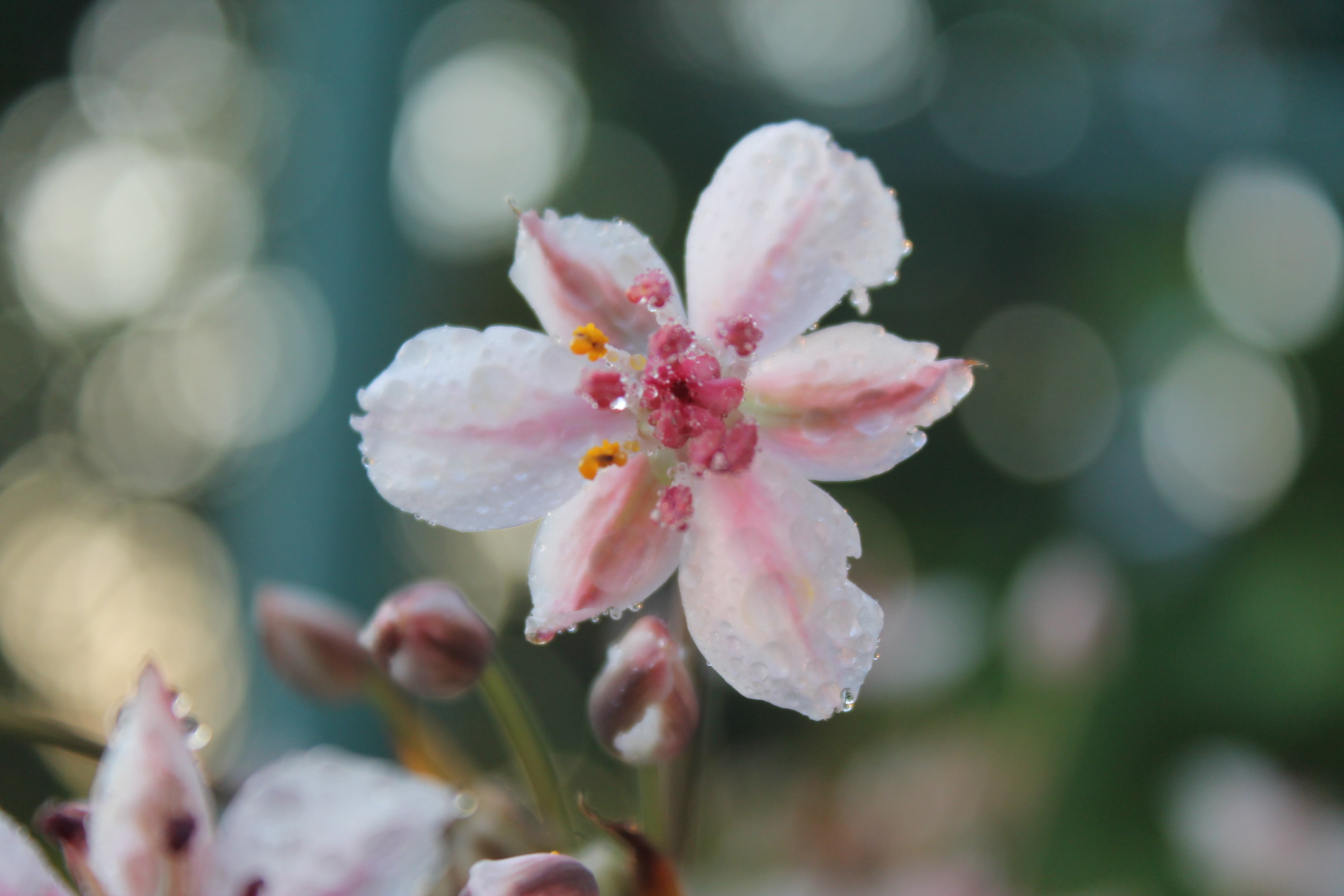 focus on foreground, petal, flowers, freshness, summer, beauty in nature, flower, pollen, close-up, pink color, 4K, nature, growth, flower head, flowering plant, HD Wallpaper