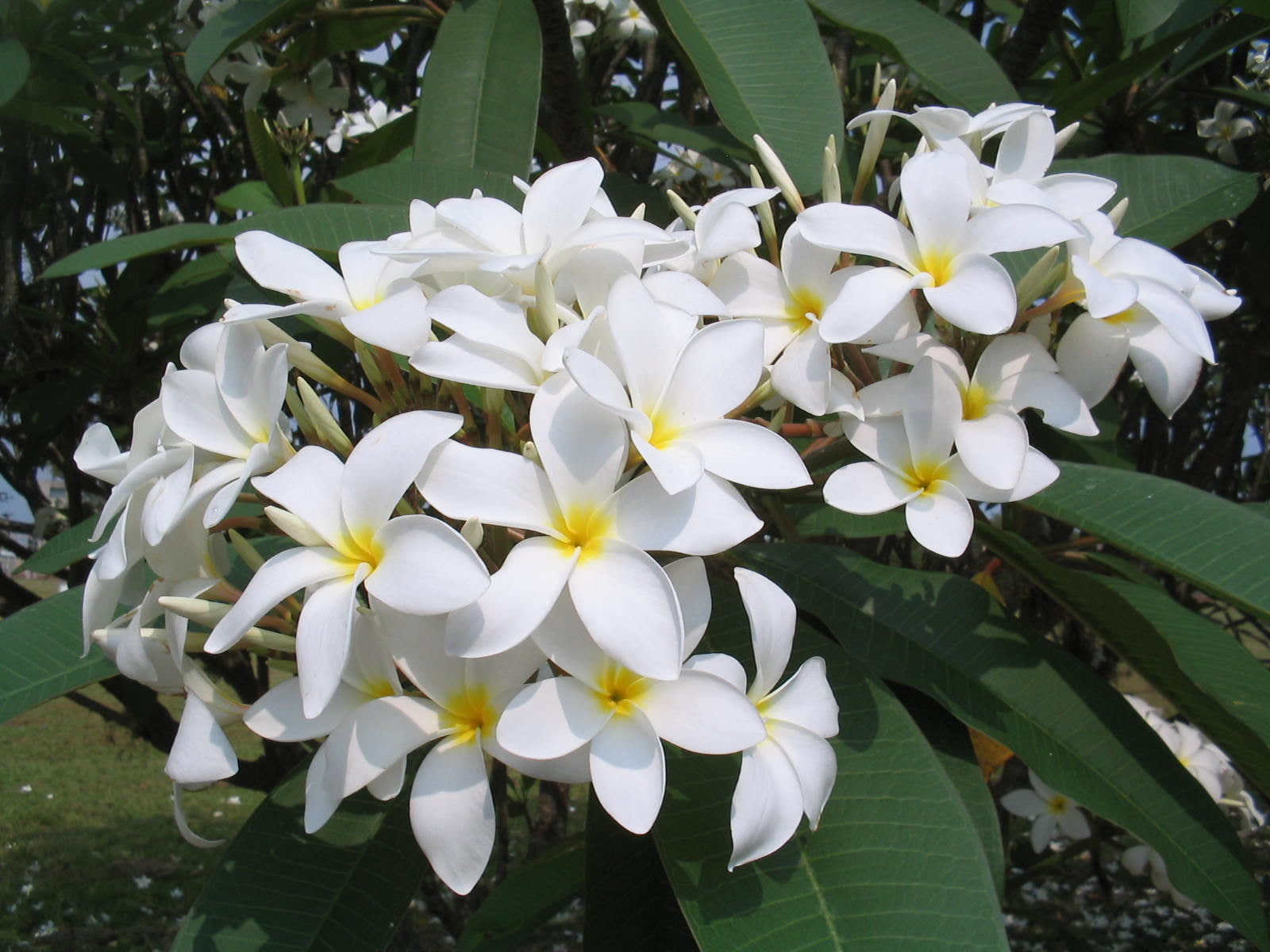 growth, no people, plants, plant part, fragility, inflorescence, freshness, flower head, flowers, plant, pollen, frangipani, flower, high angle view, nature, HD Wallpaper