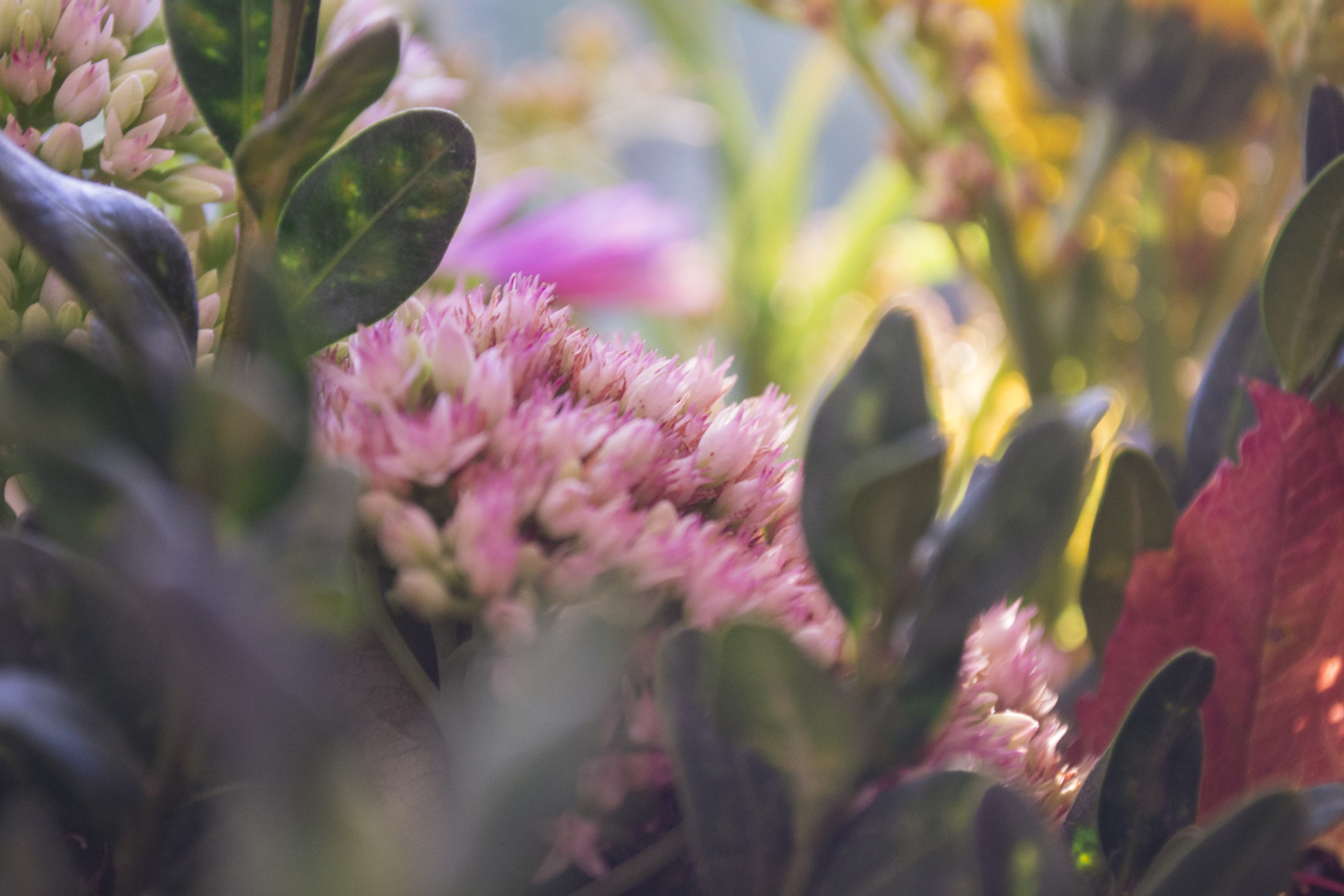 flowers, summer, herbarium, 4K, pink flowers, HD Wallpaper