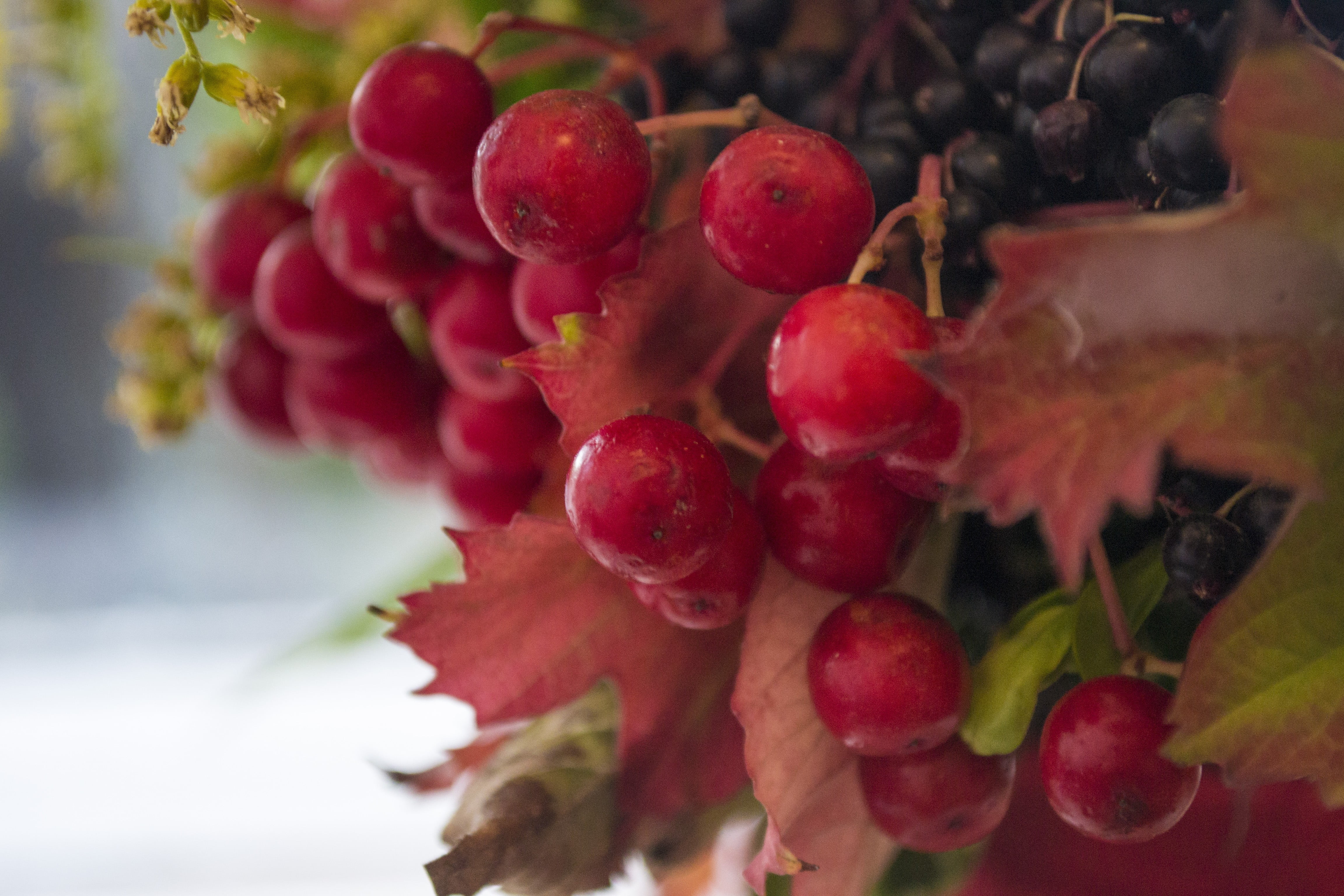 fruit, herbarium, freshness, outdoors, rowanberry, red leaves, berry fruit, selective focus, growth, day, summer, flowers, plant, nature, no people, ripe, HD Wallpaper