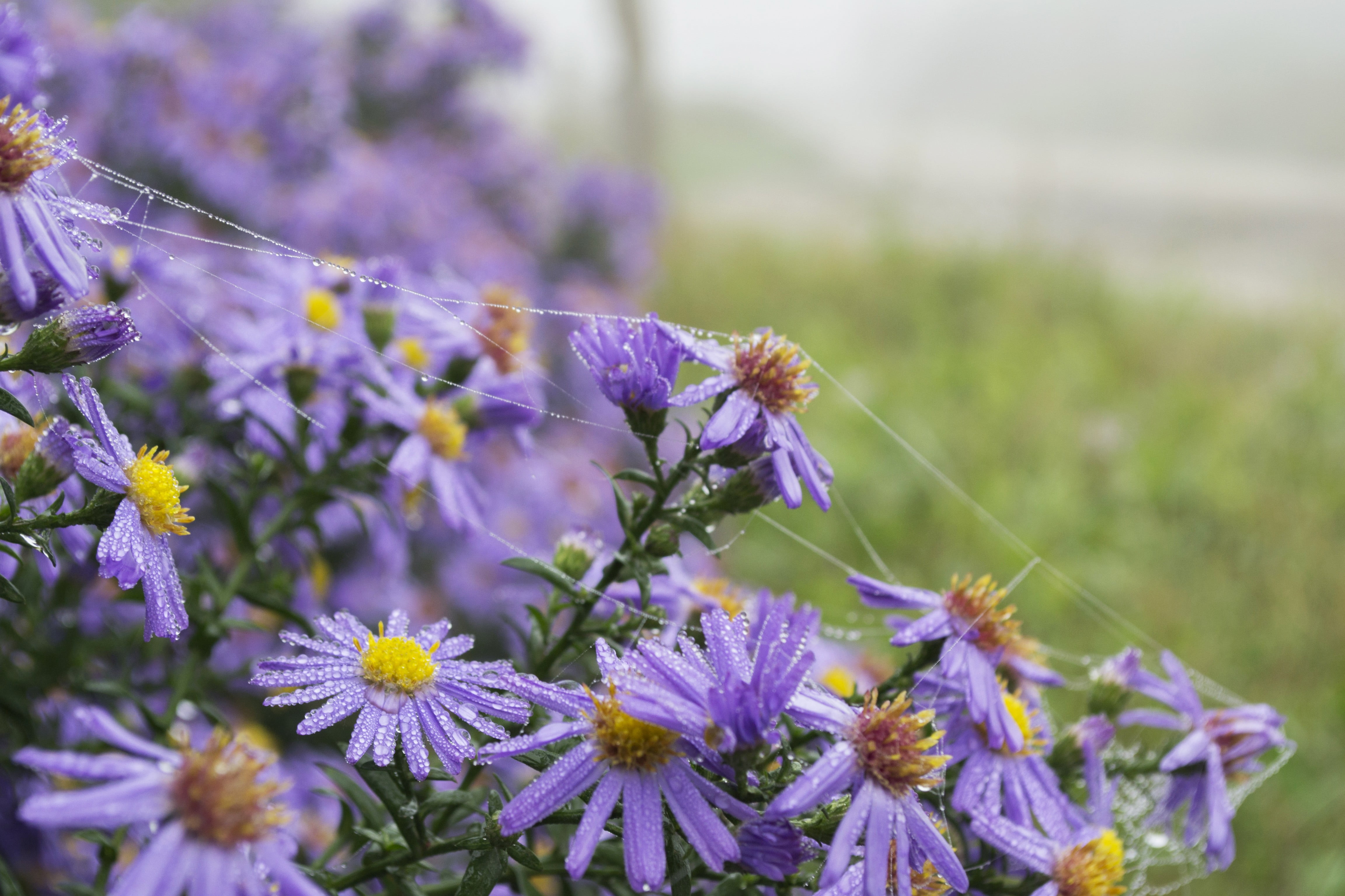 outdoors, herbarium, animal themes, growth, close-up, summer, day, nature, one animal, lavender, petal, 4K, purple flowers, invertebrate, fragility, freshness, HD Wallpaper